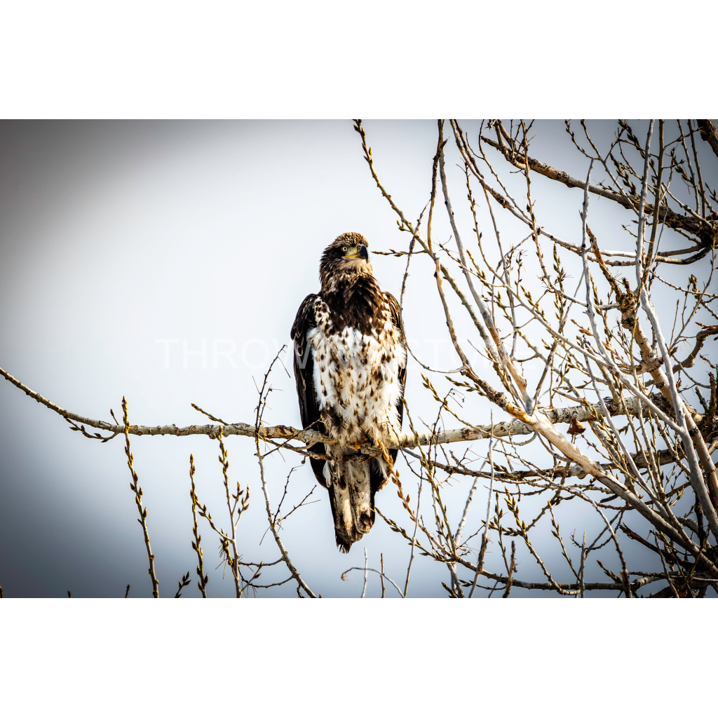 Juvenile Bald Eagle