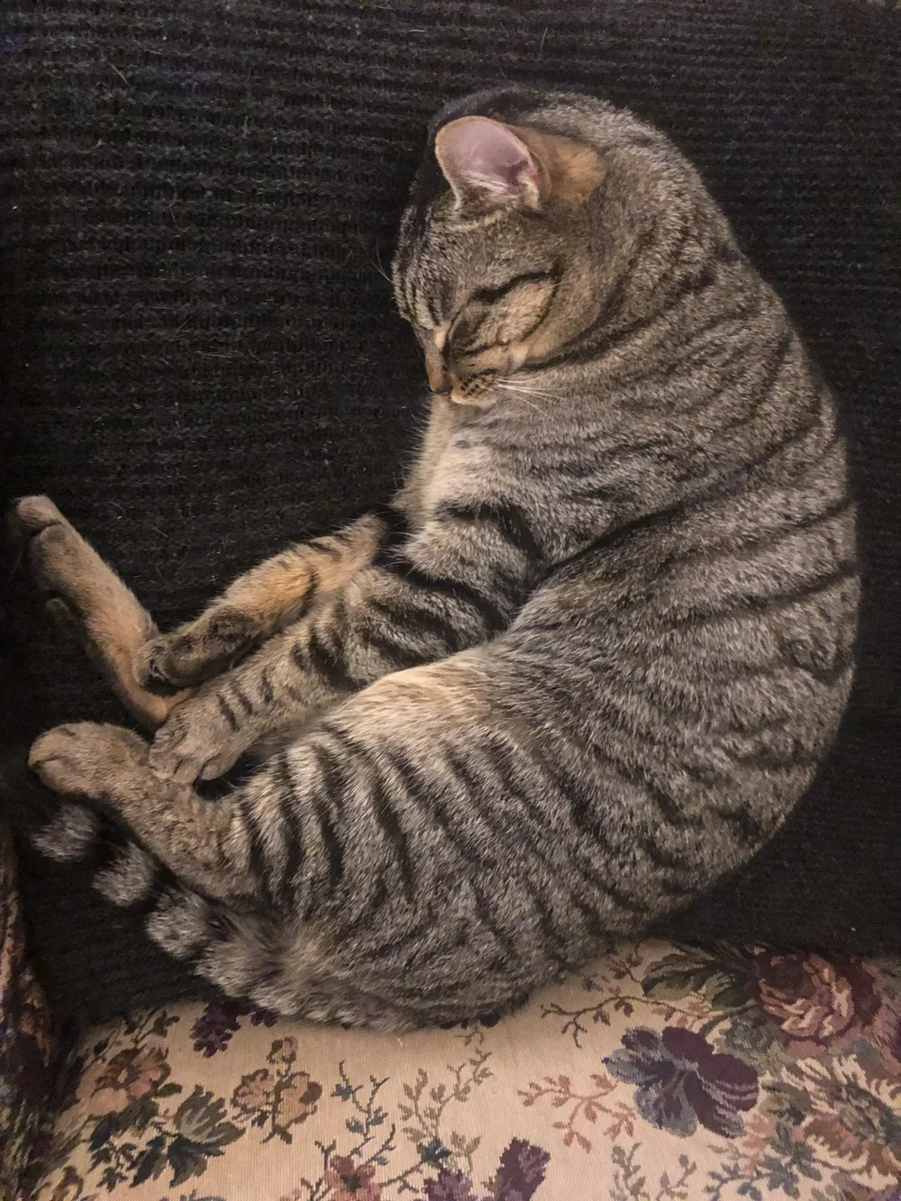 cat,garry,tabby,asleep,IMG_8799.jpg.webp