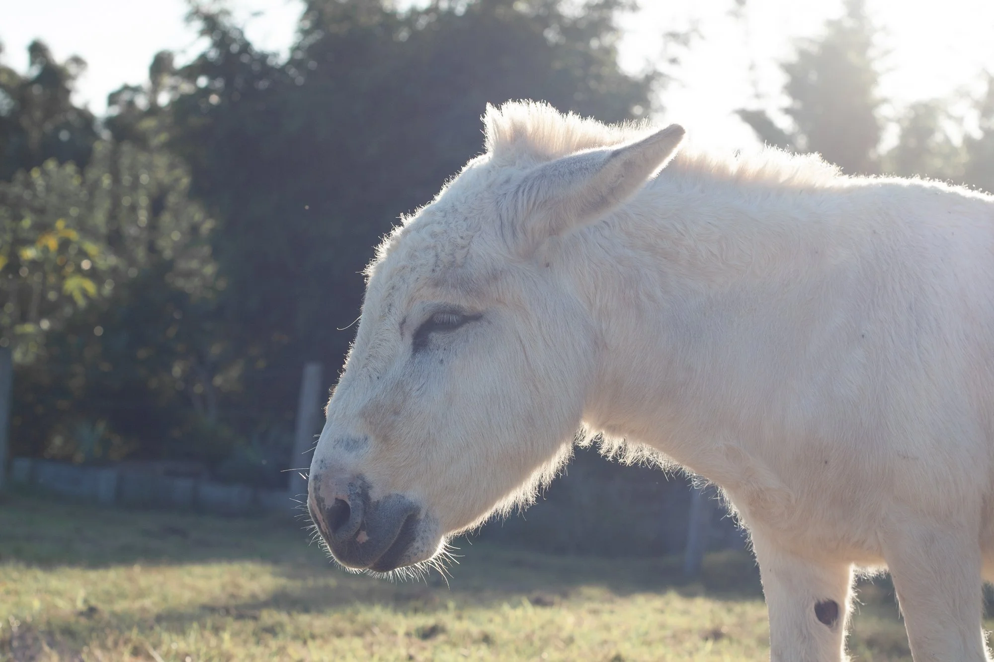 Archie,Donkey,IMG_0697.jpg