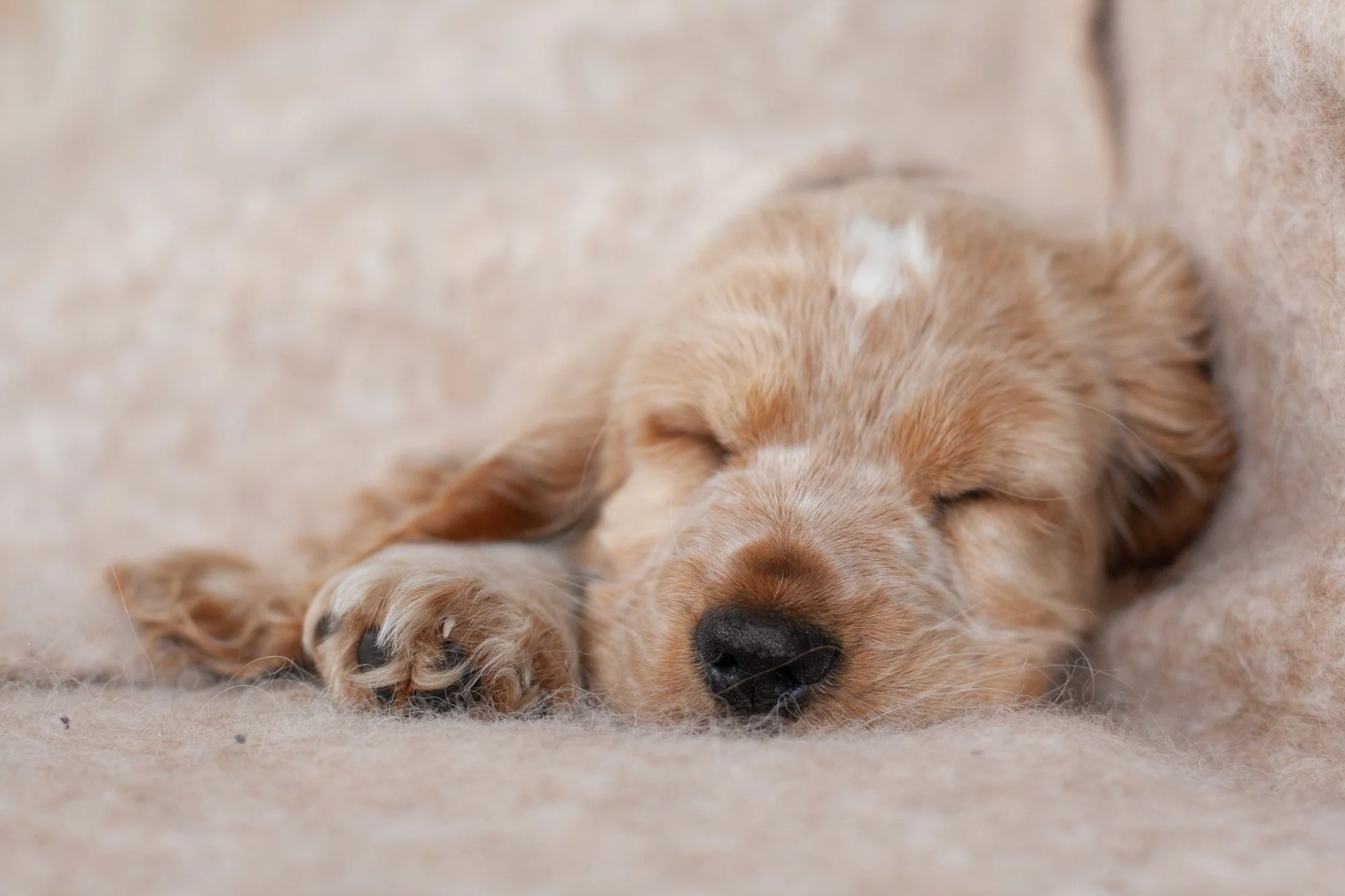 Pammy,puppy,cocker spaniel,asleep.IMG_0338 (2).jpg