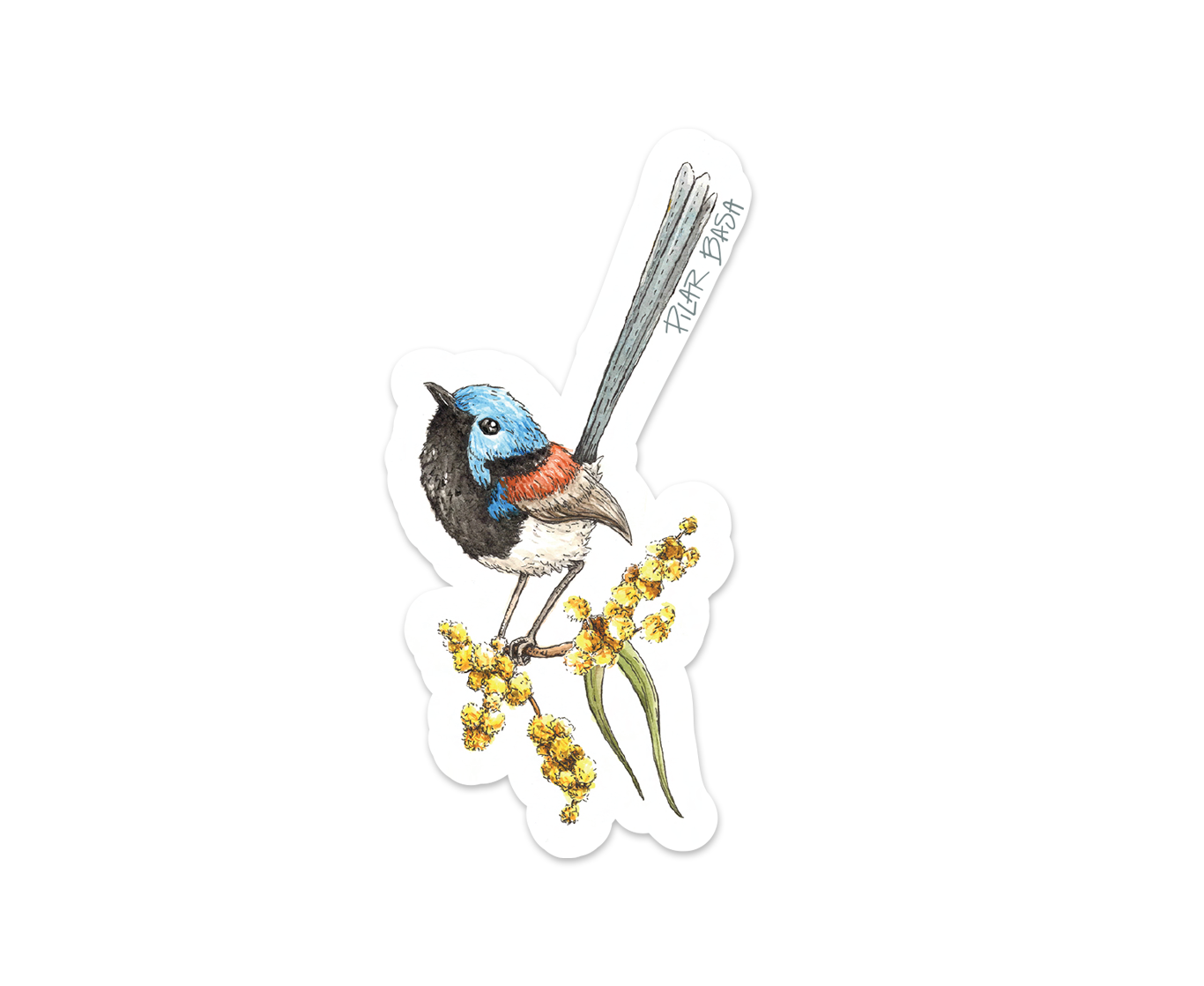PILAR BASA_variegated fairy wren_white backgroundPACK.png