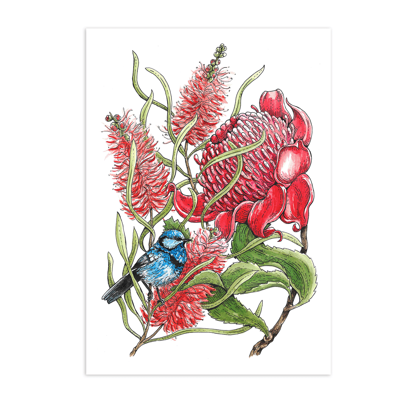 CAROL_fairy wren waratah_PRINT_.png