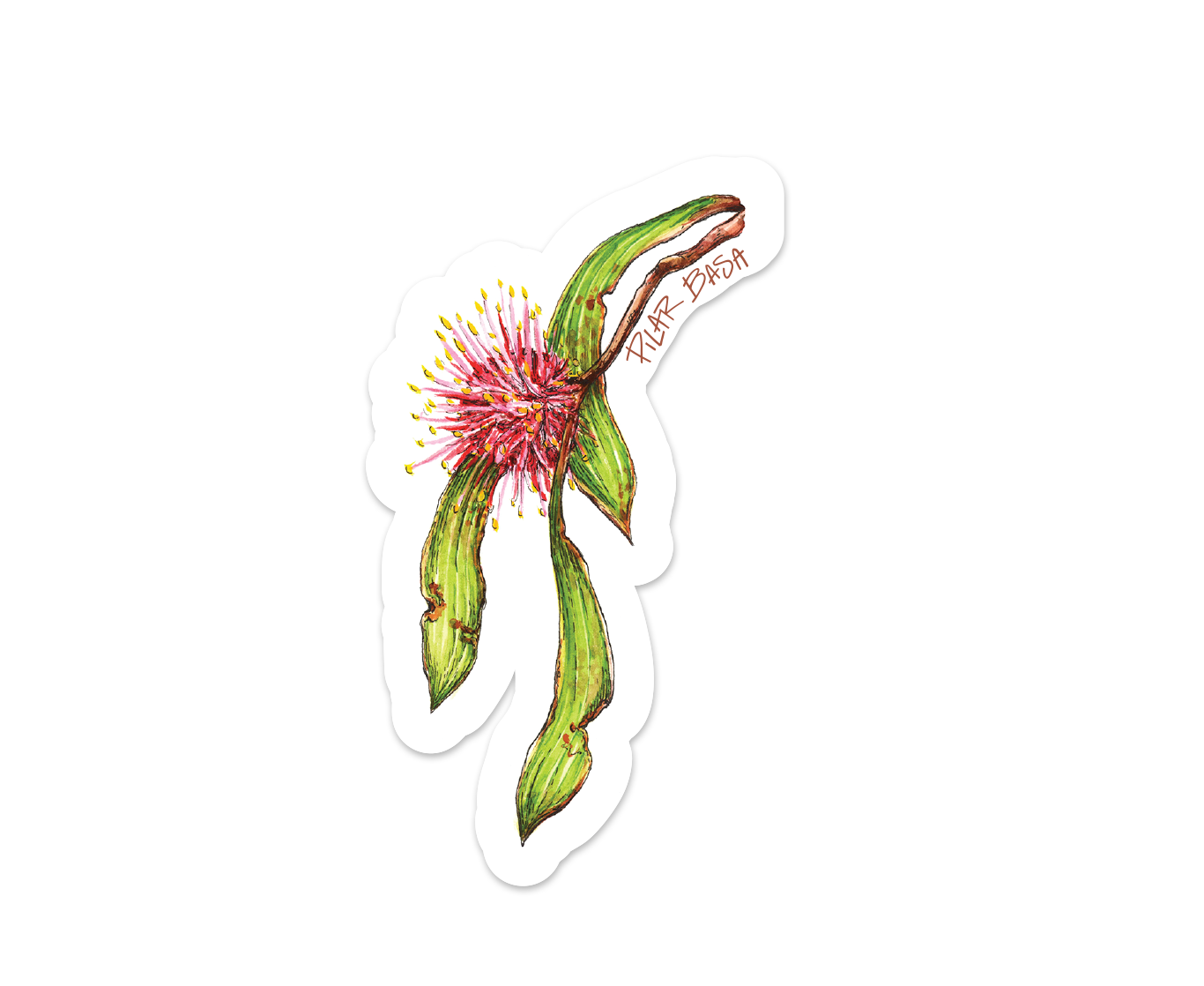 PILAR BASA_HAKEA_white backgroundPACK.png