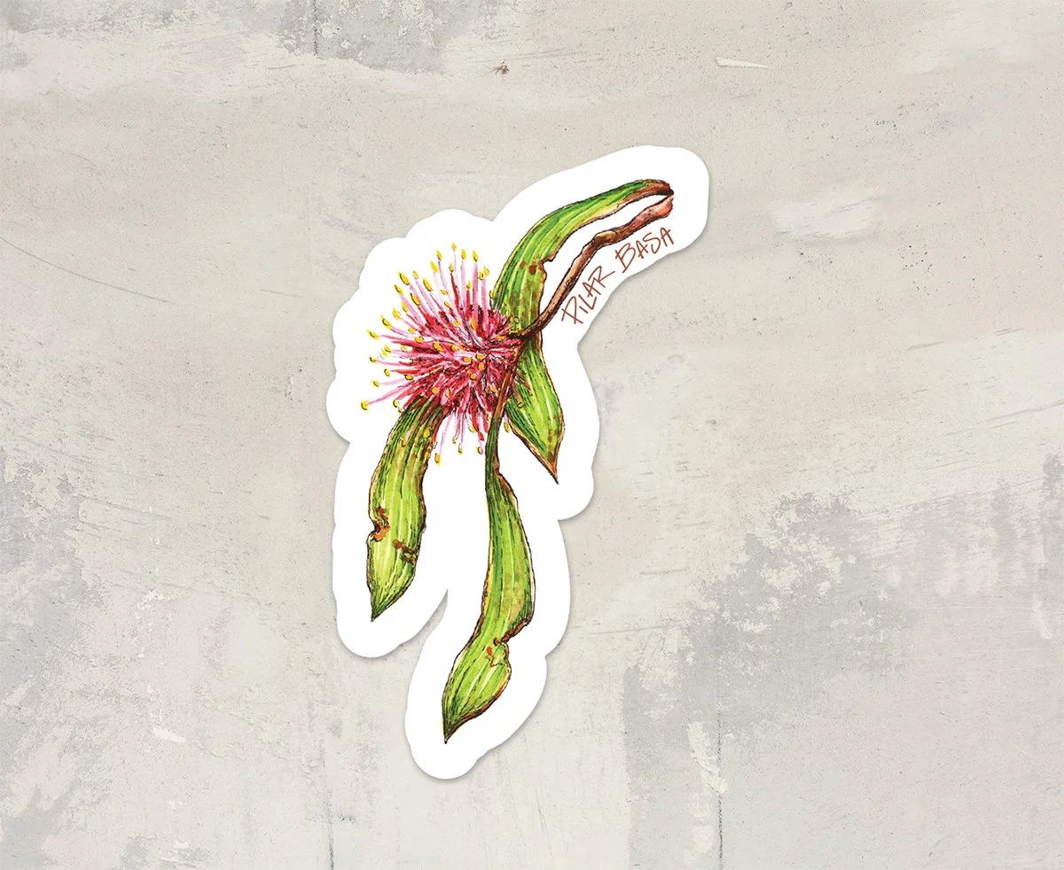 PILAR BASA_hakea_stickers misc_textured backgroundPACK.jpg