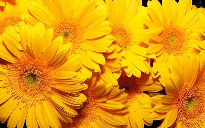 Fiesta de Flores Amarillas – 11 de Septiembre