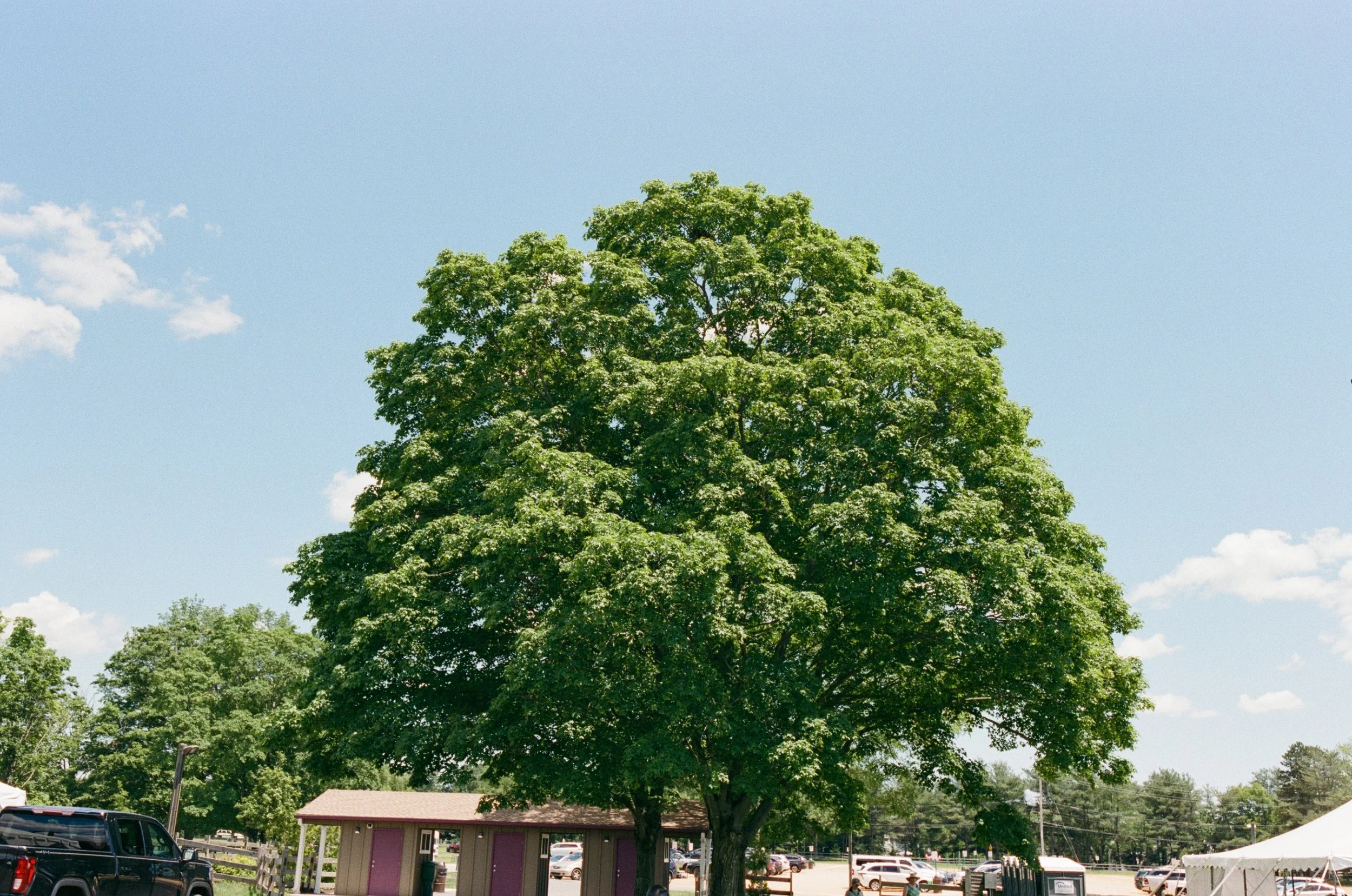 kodak_400_c_41_34939_141647_315981_000039250009.jpg