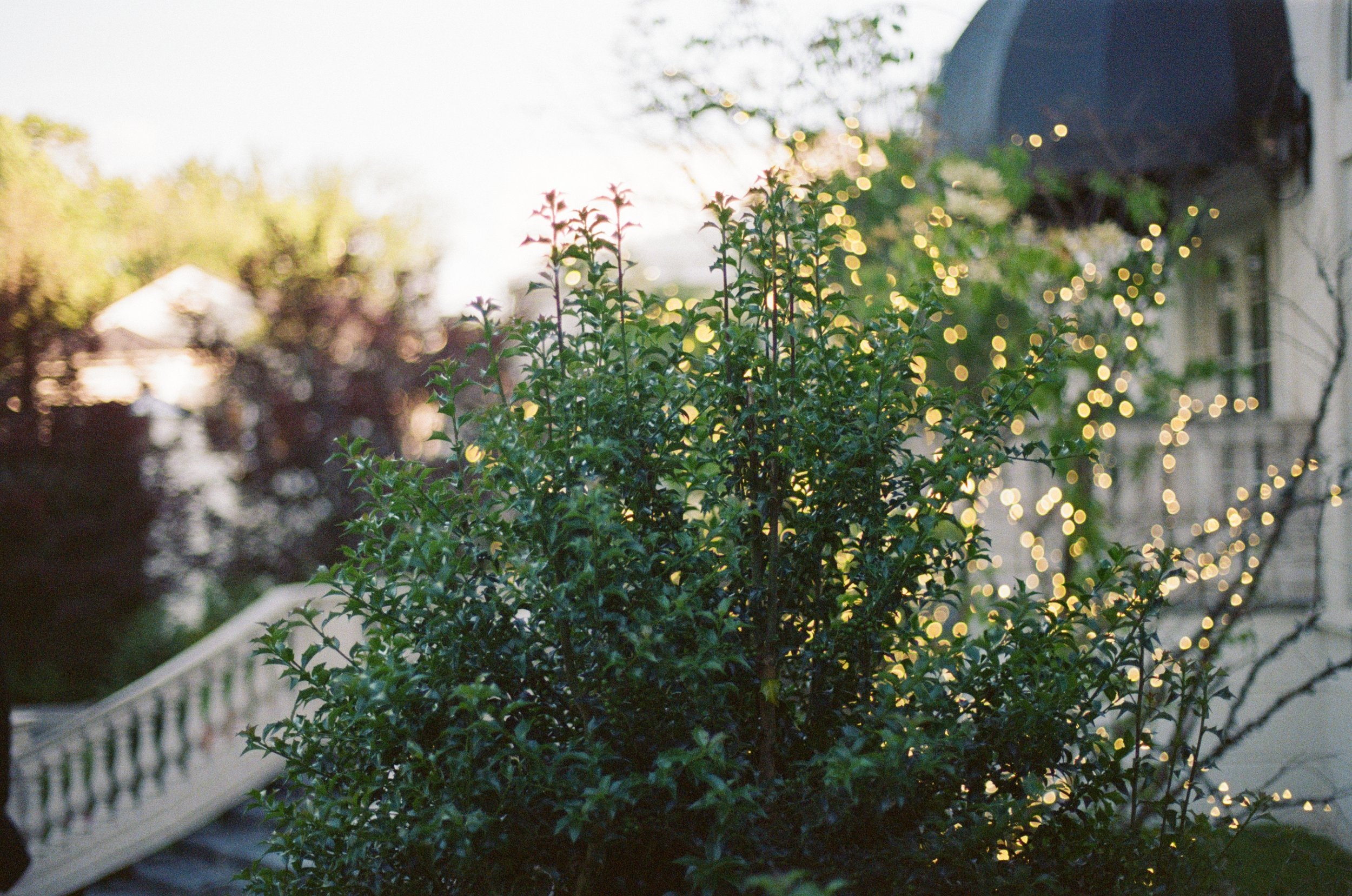 kodak_800_c_41_34939_141647_315983_000039270004.jpg