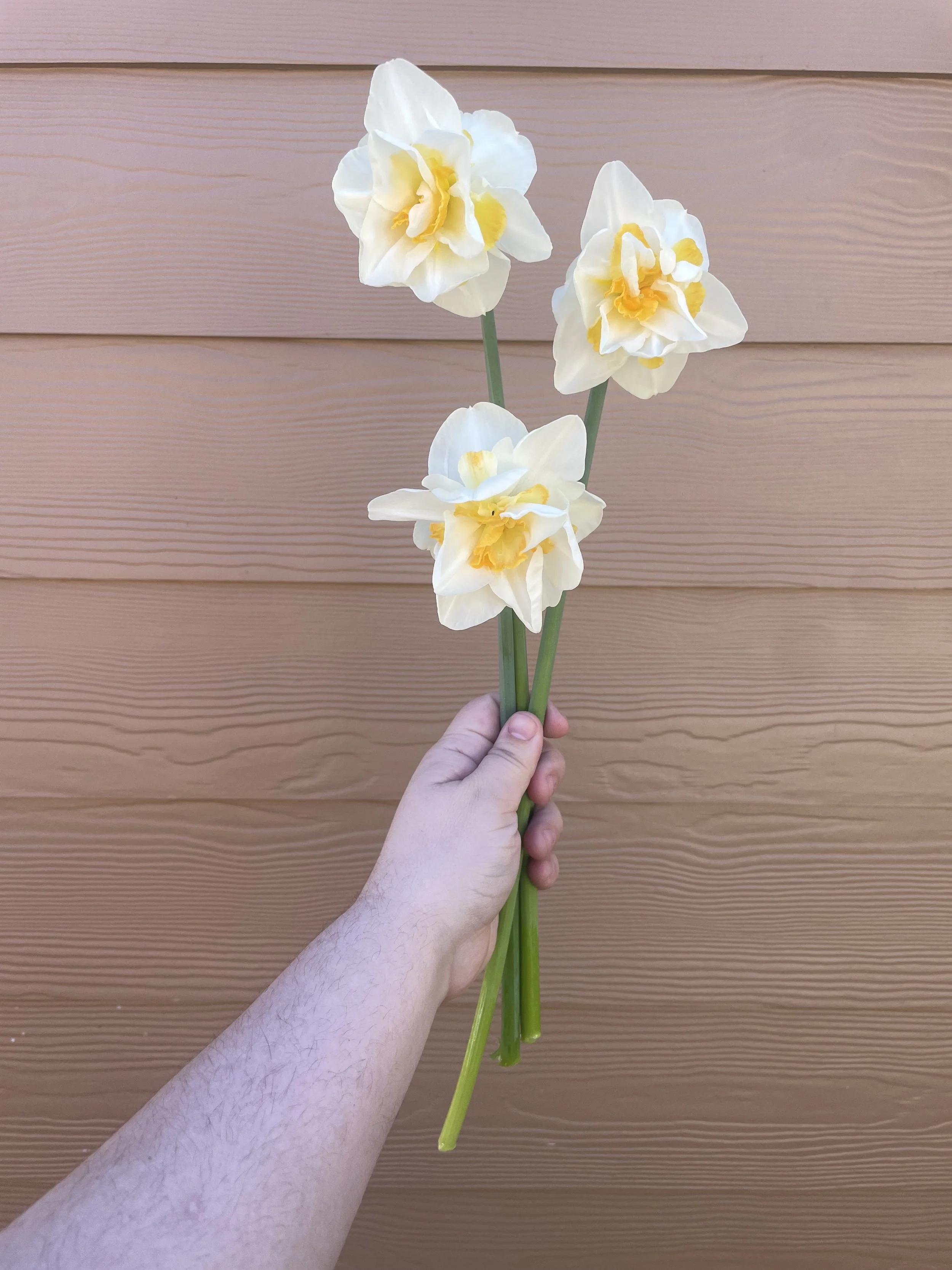 White Lion Narcissi (10 stem)