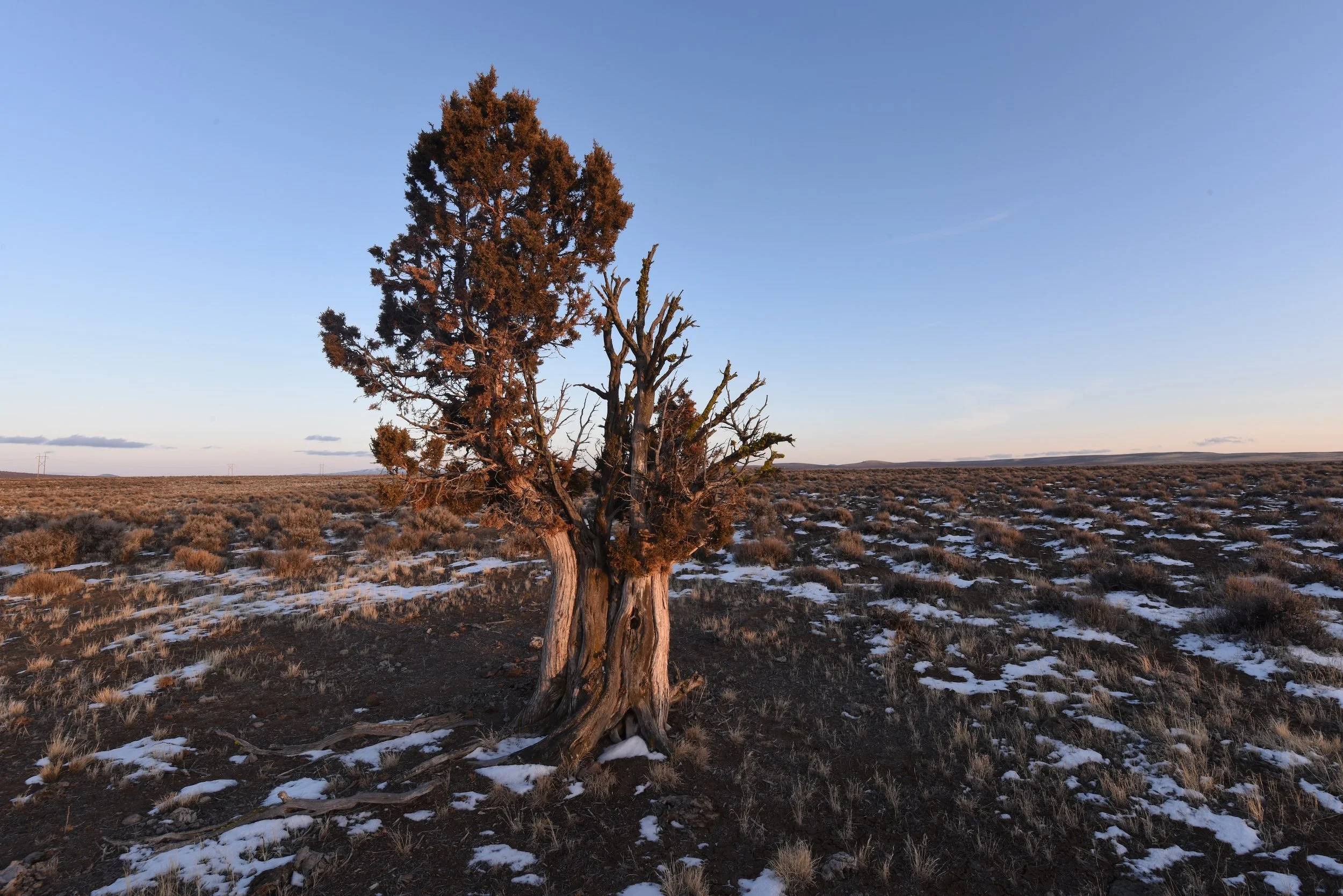 Twisted juniper tree