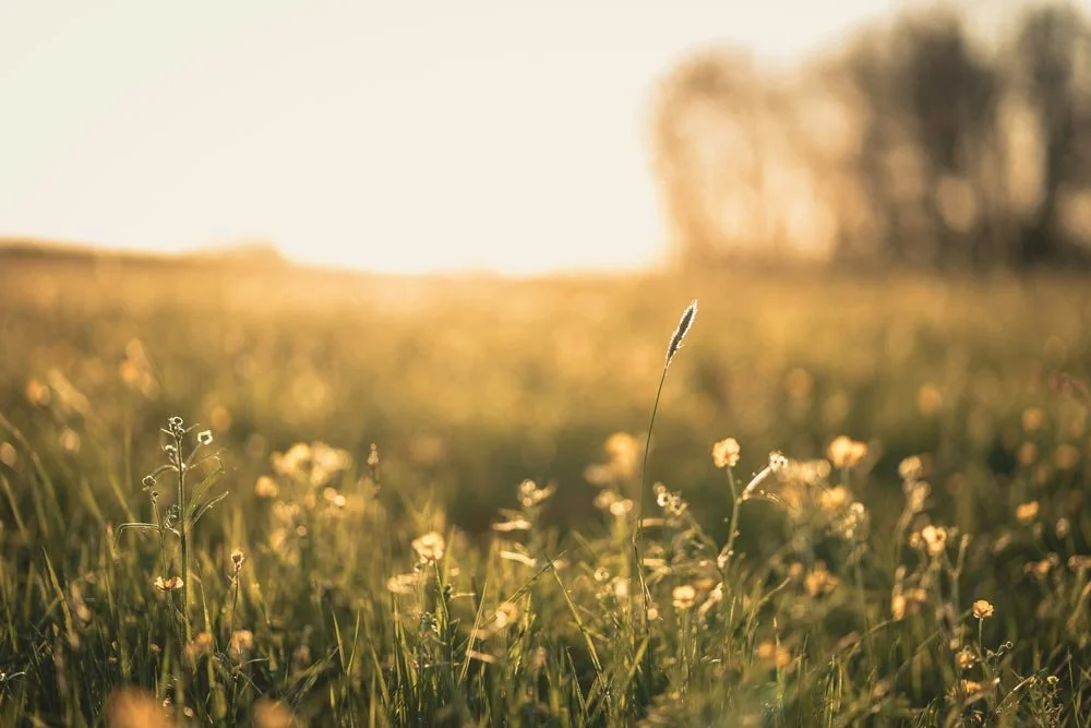 Transpersonal, &amp; Shamanic Dream Therapy