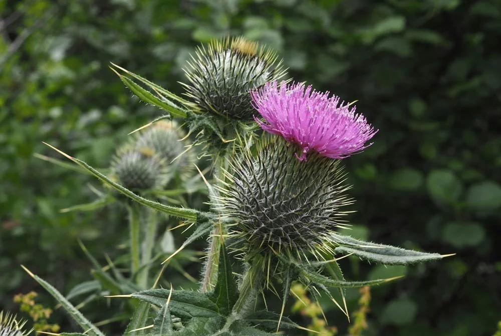 Transpersonal Shamanic Understanding