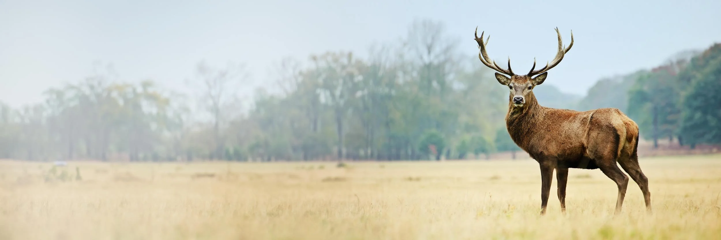 Majestic stag standing in a field of grass with trees in the background