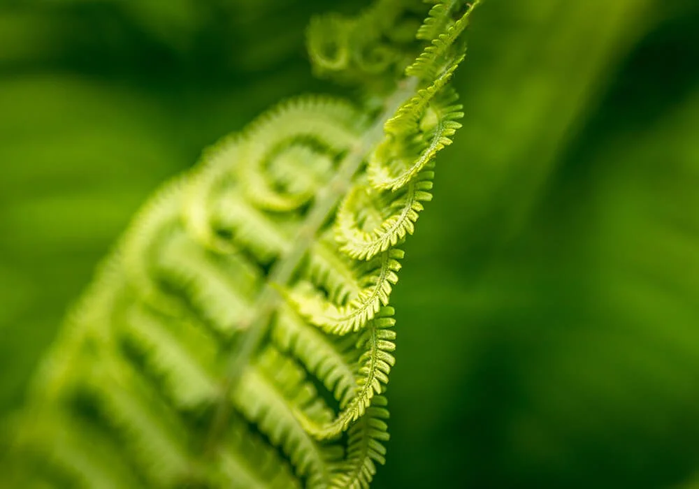 What is Gestalt Therapy