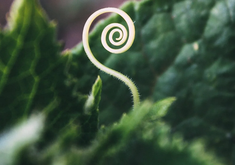 What is Transpersonal Therapy