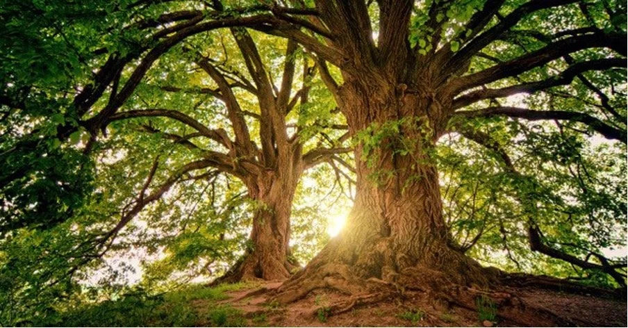 Transpersonal Psychotherapy &amp; Counselling Approach