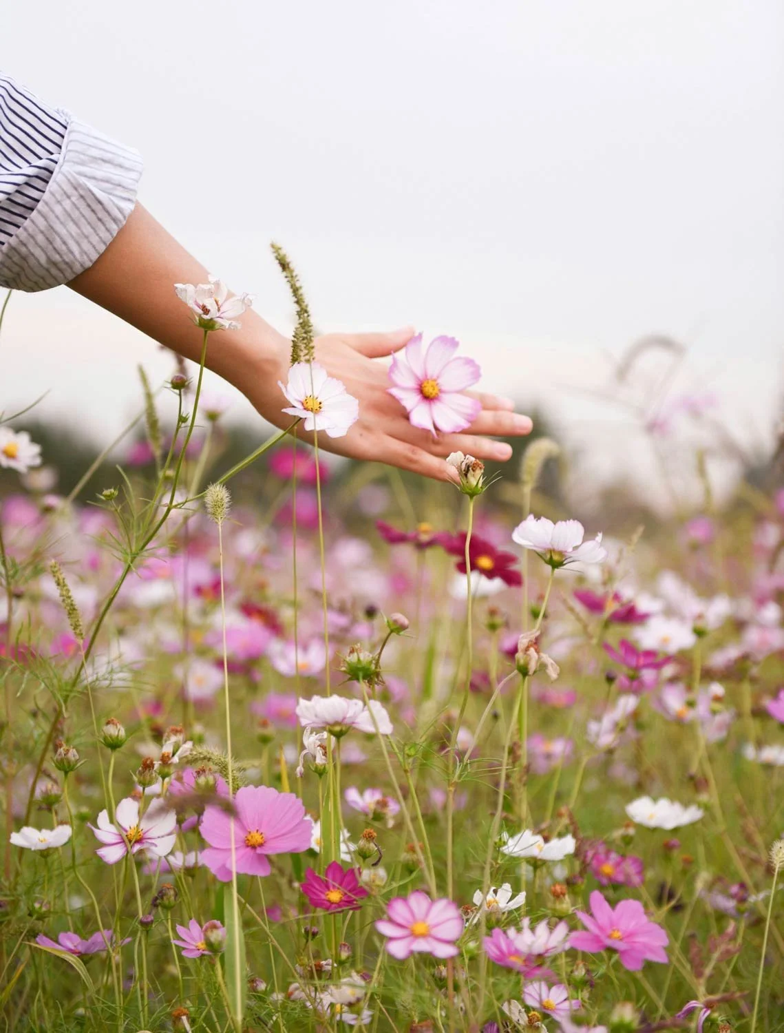 A woman's hand brushing across a field of pink flowers