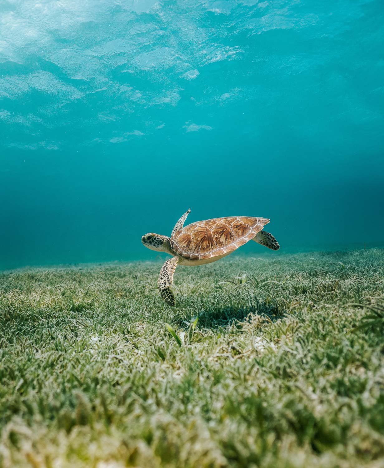 Turtle swimming underwater amongst vegetation on the ocean floor.