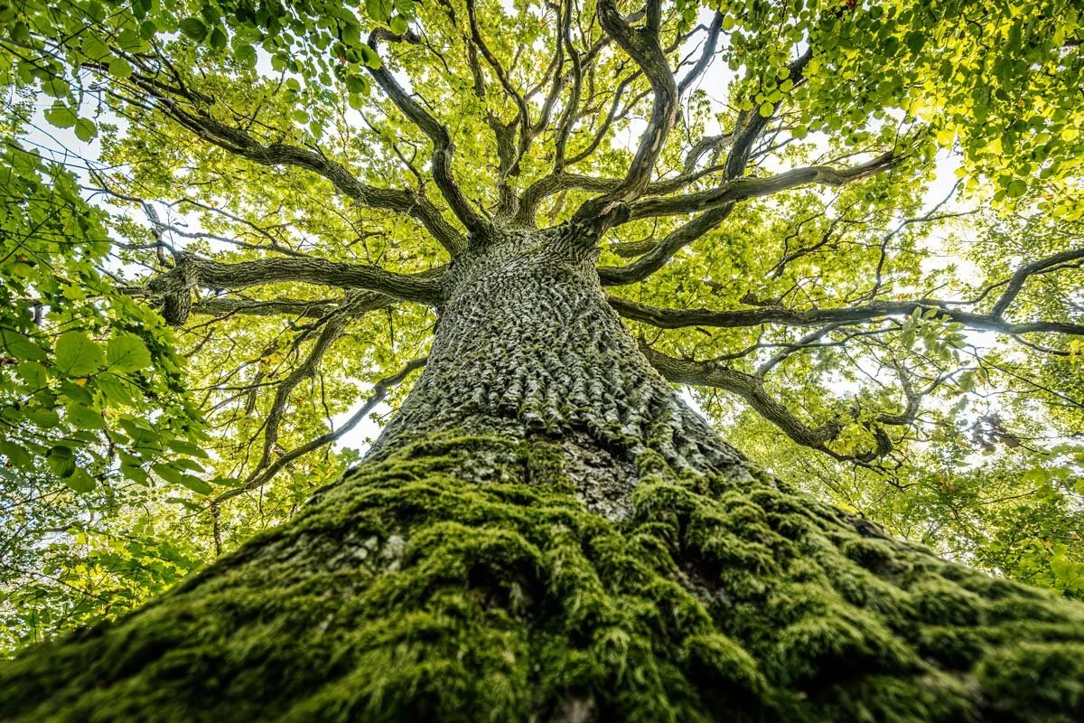 Large old tree with it's thick trunk covered in green moss, image taken from below looking up towards the branches with green leaves