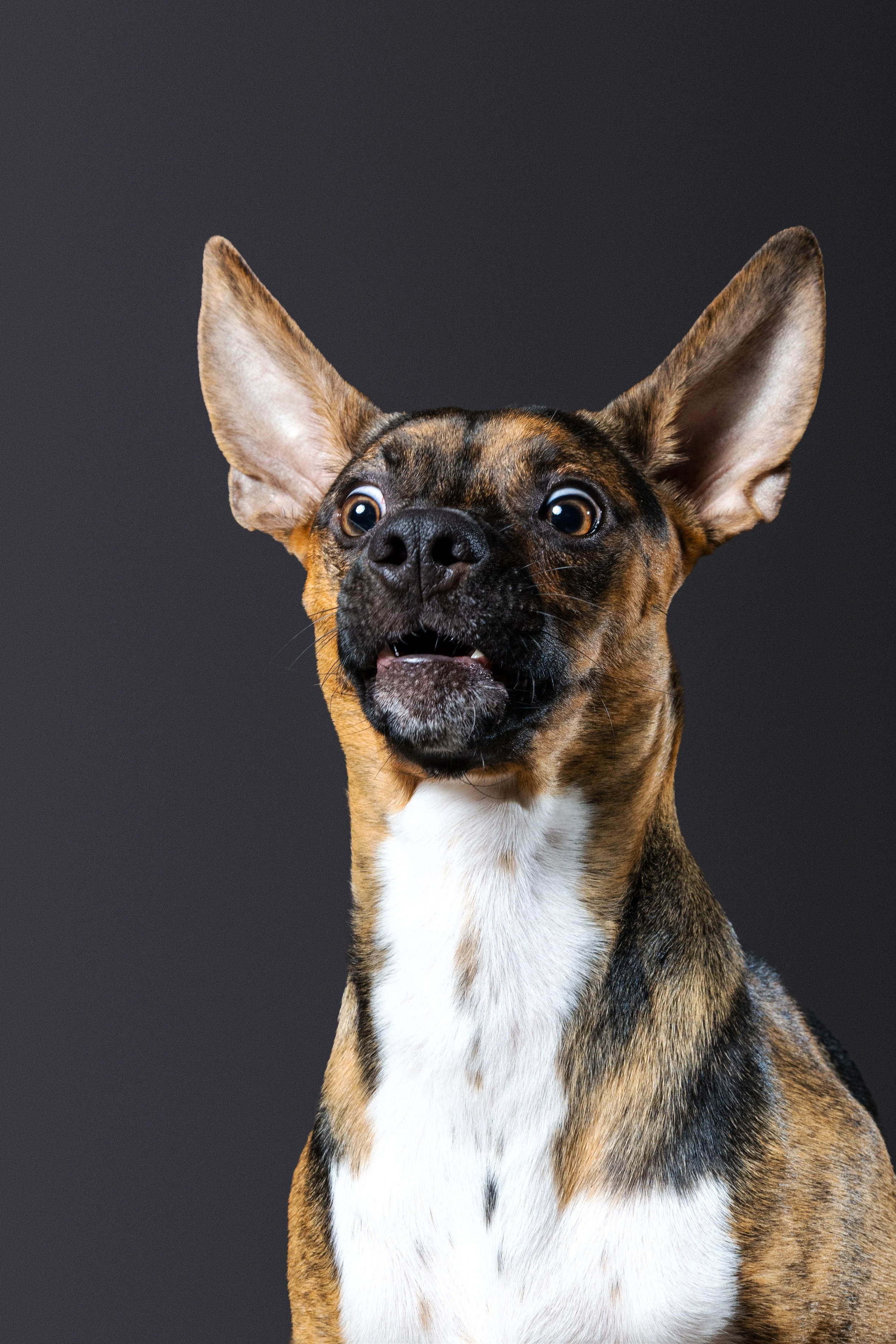 A close-up of a dog with large ears, black nose, and brown, black, and white fur, against a dark background.