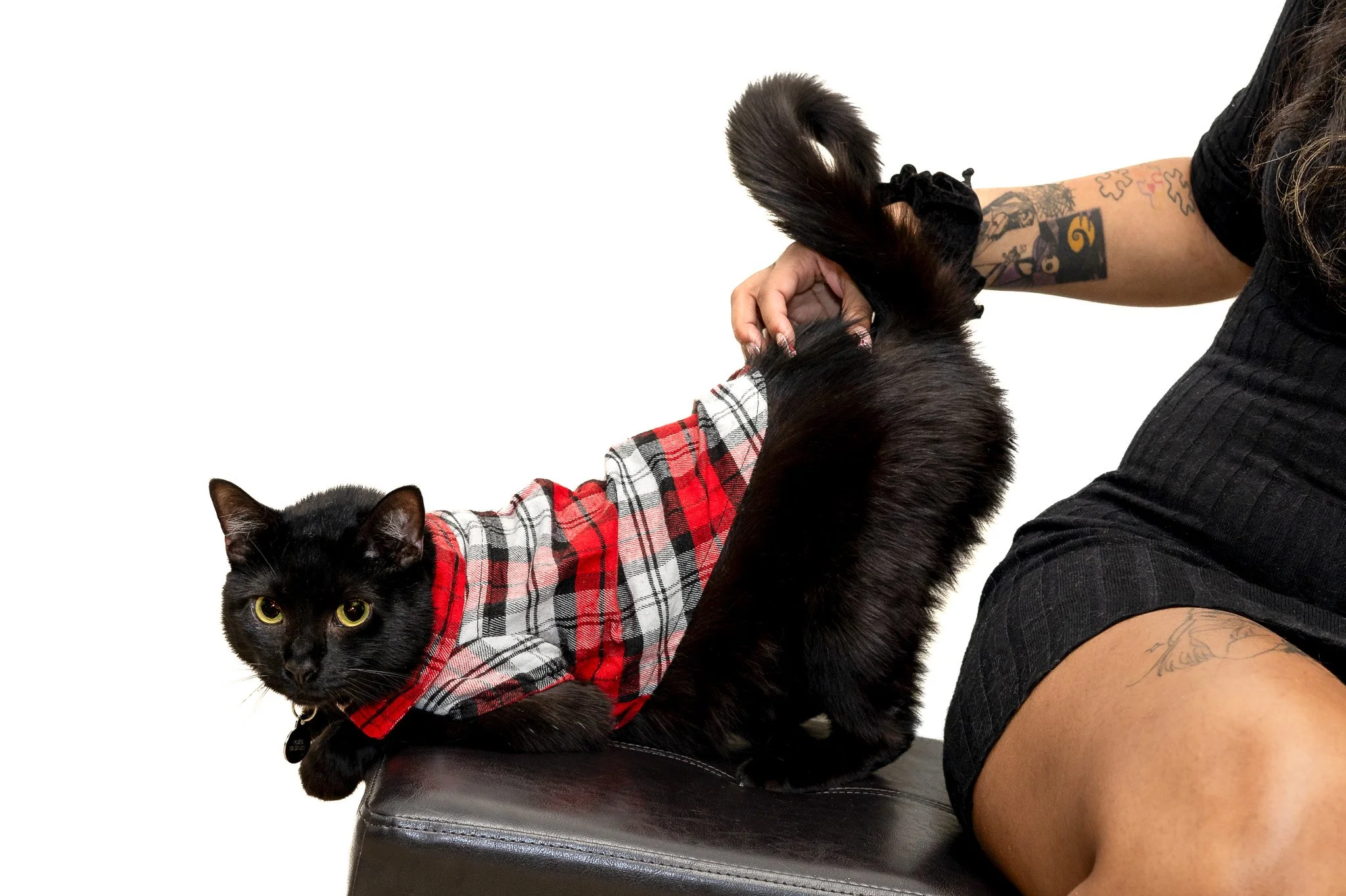 A person with tattoos on their arm is holding a black cat with green eyes, wearing a red plaid shirt, against a plain white background.
