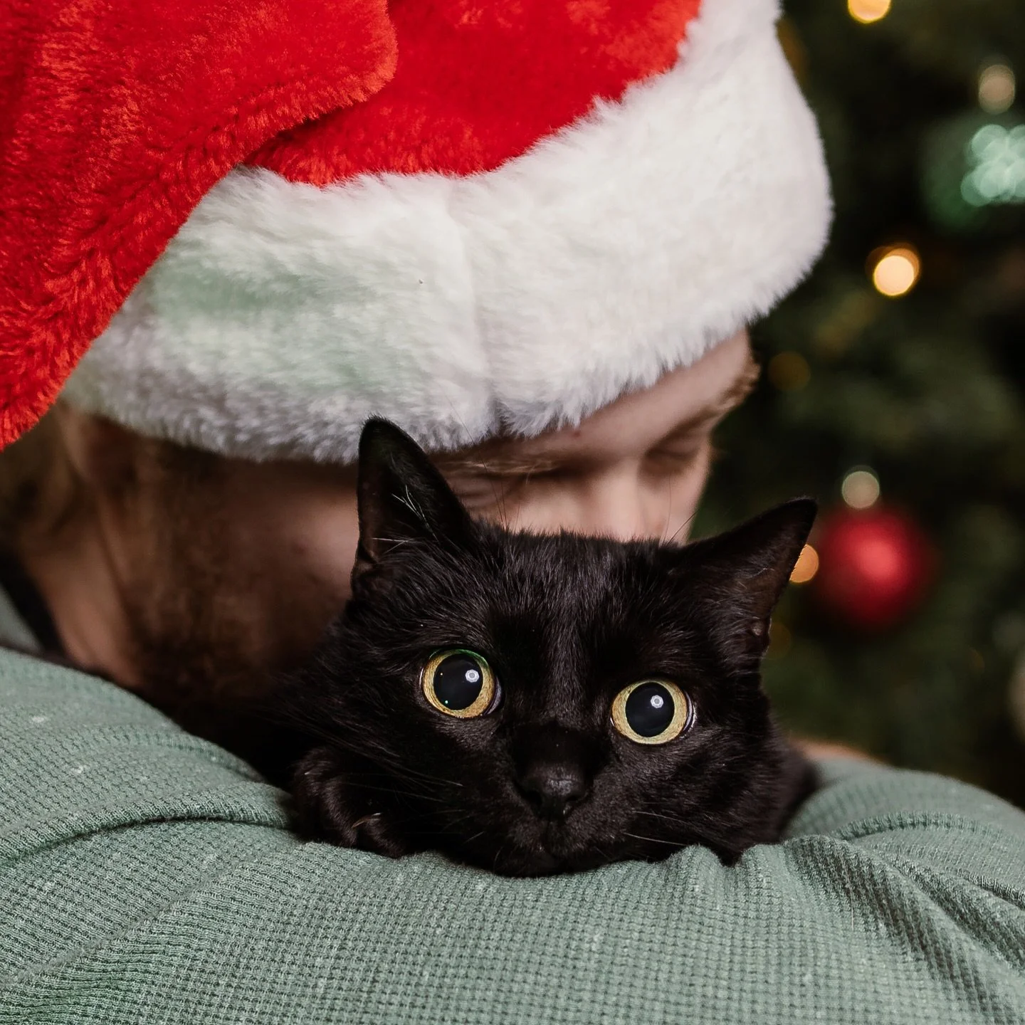 Holiday cuddles and the most adorable wide-eyed gaze ever! 

#FamilyPhotographer #NJFamilyPhotographer #CatPhotography #NJPetPhotographer
