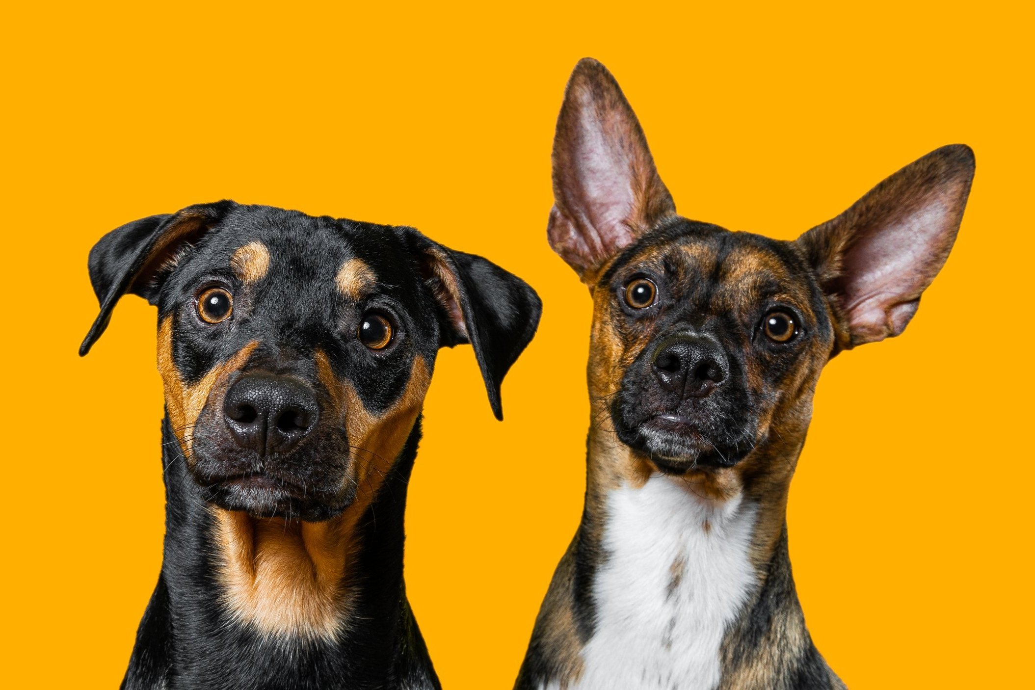 Studio-Quality Pet Photos Without Leaving Your Home!