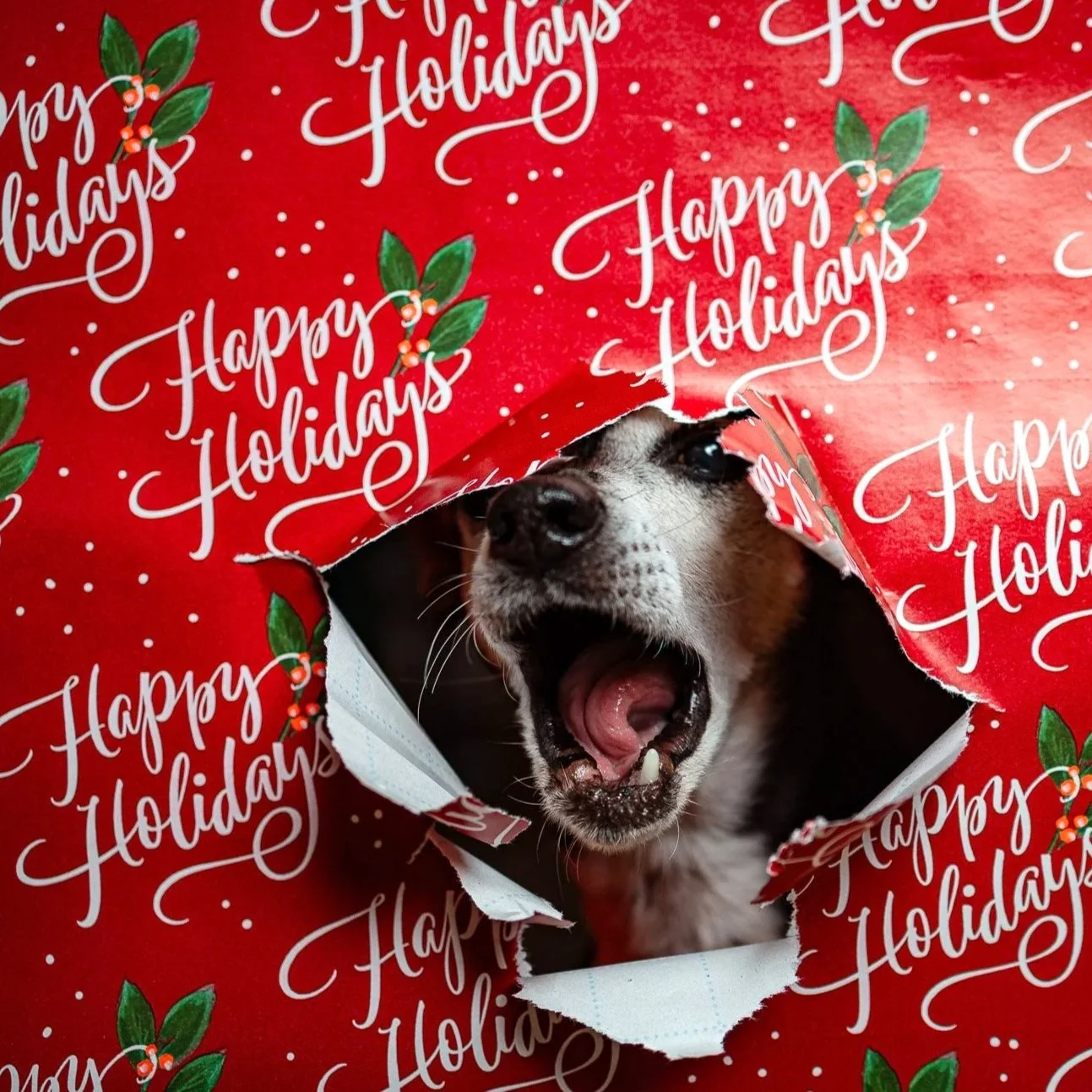 A dog with its mouth open, peeking out of a torn Christmas gift bag with a red holiday pattern and white lettering saying "Happy Holidays" along with holly illustrations.