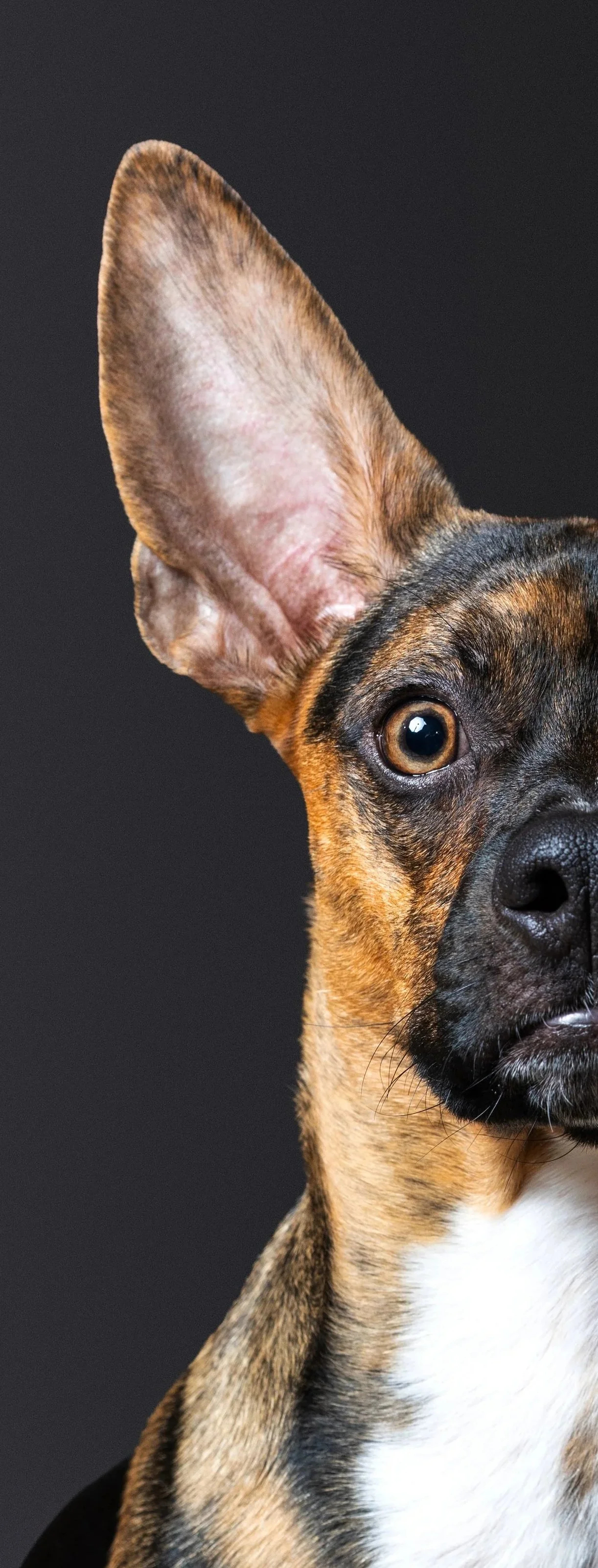 Close-up of a mixed breed dog with one large ear, looking at the camera against a dark background.