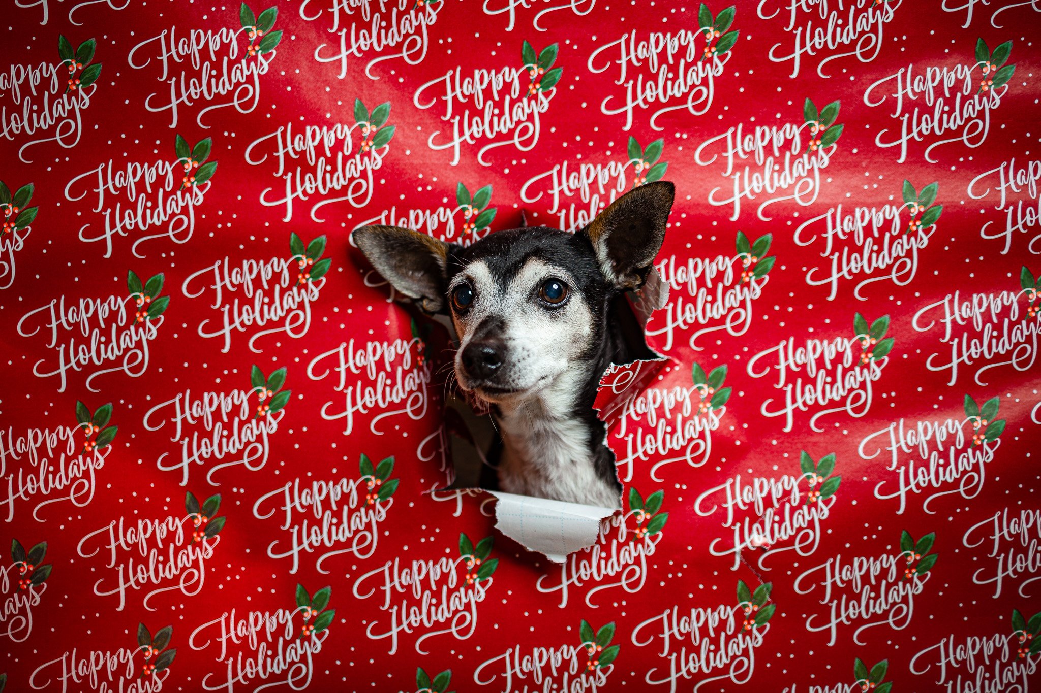 Holiday-themed dog portrait with festive red backdrop photographed in a playful studio style.