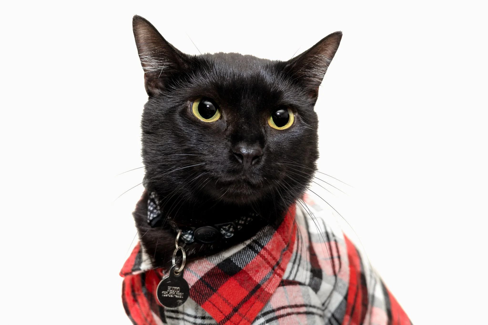 Black cat wearing a red and black plaid shirt with a black and white collar and a black tag, against a plain white background.