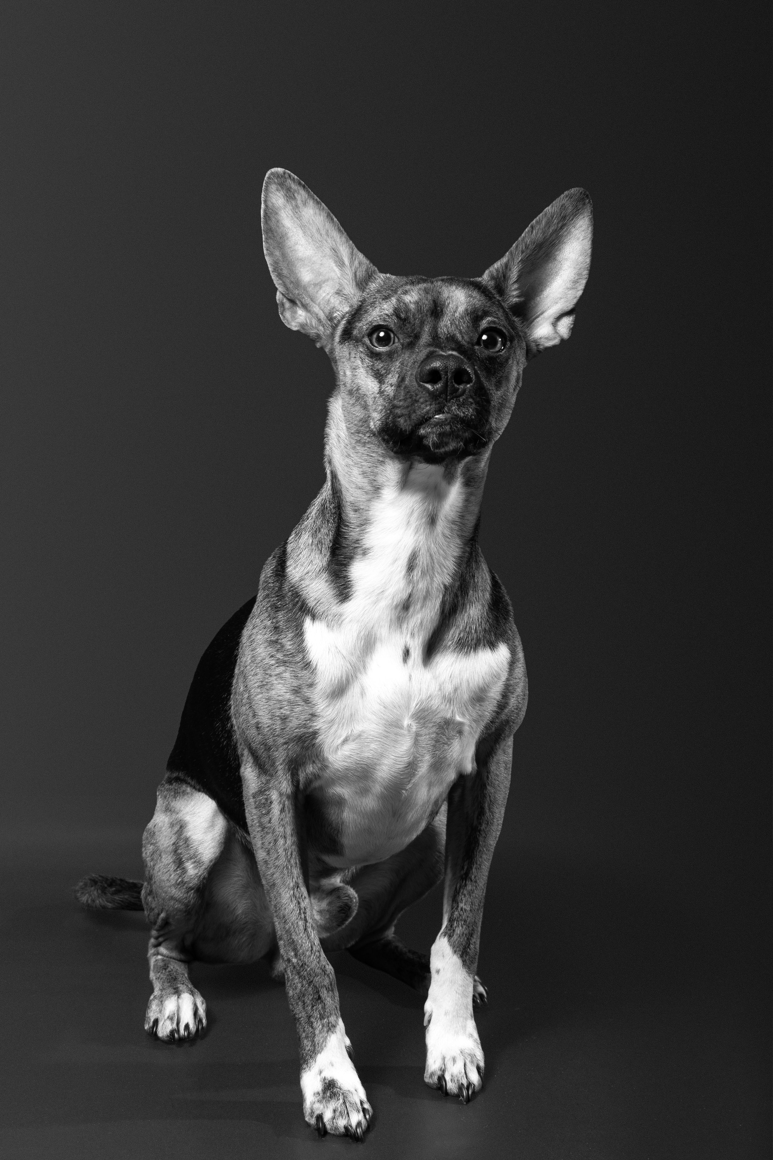 A black and white photo of a mixed breed dog with large ears, sitting on a plain background.
