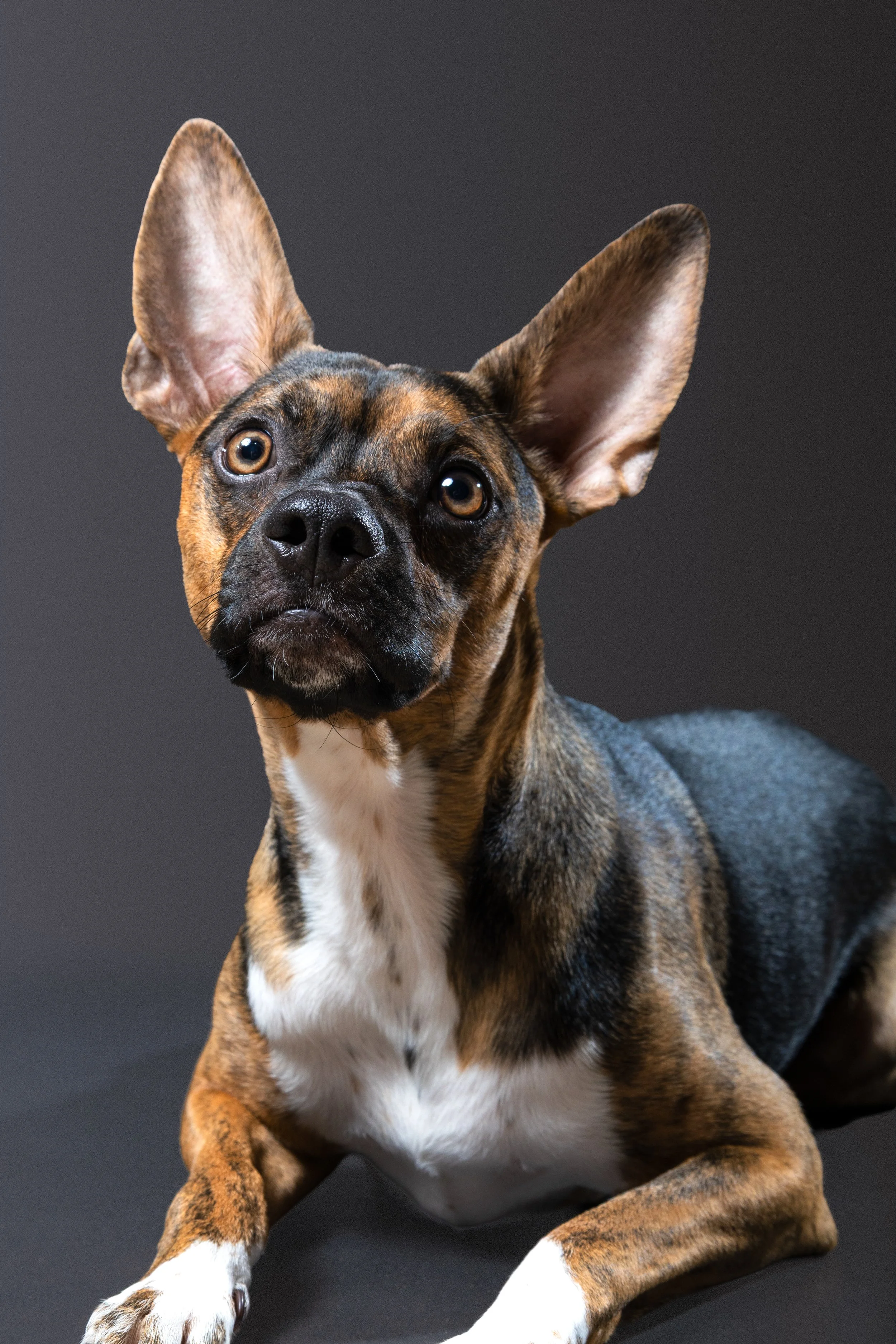 Studio dog portrait