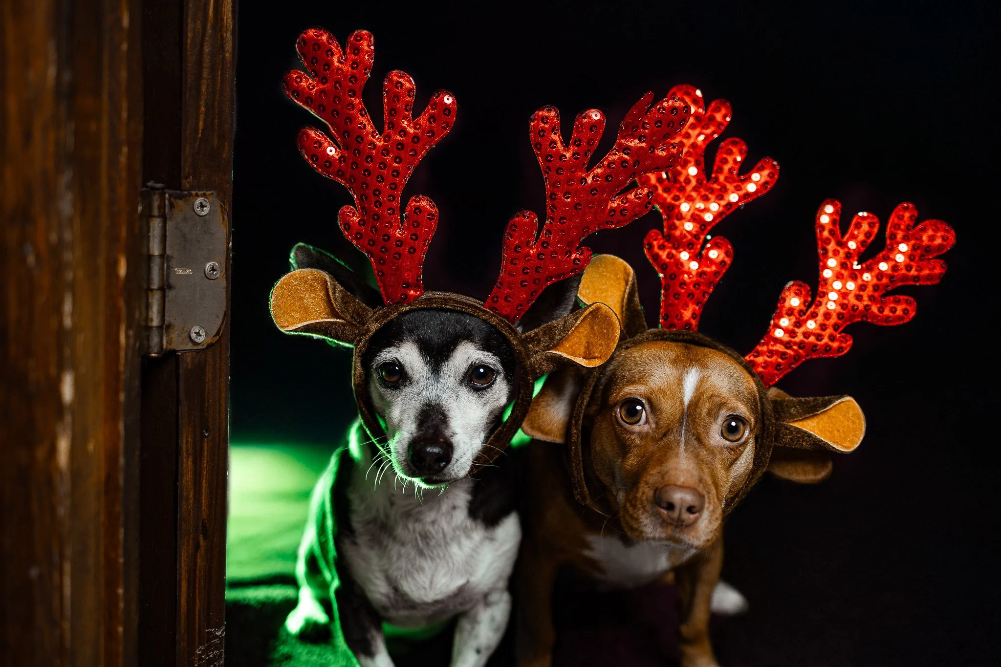 Two dogs dressed in reindeer costumes with red antlers, inside a dark space with some green lighting, peeking from behind a wooden wall.