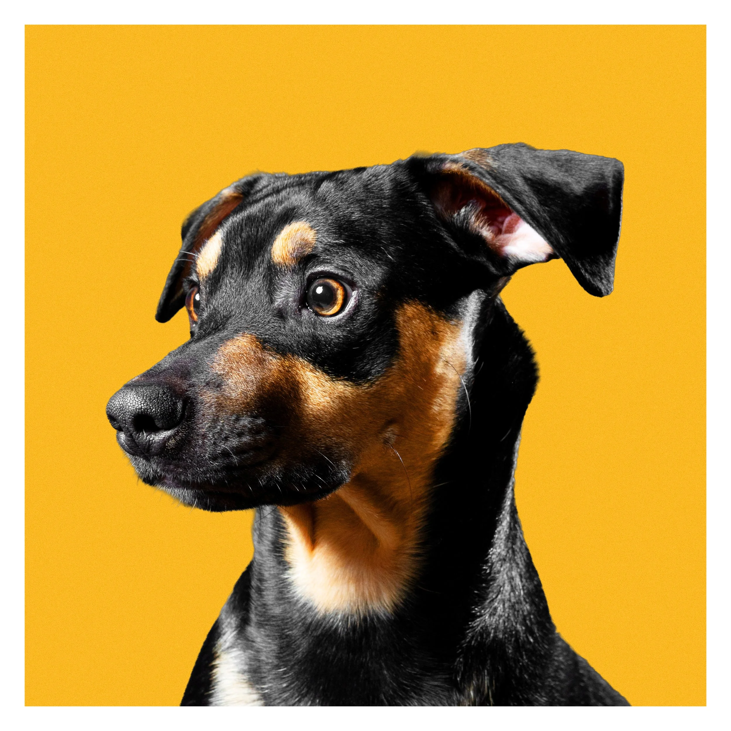 Studio-style dog portrait photography with a bright yellow backdrop created in-home by a New Jersey luxury pet photographer.