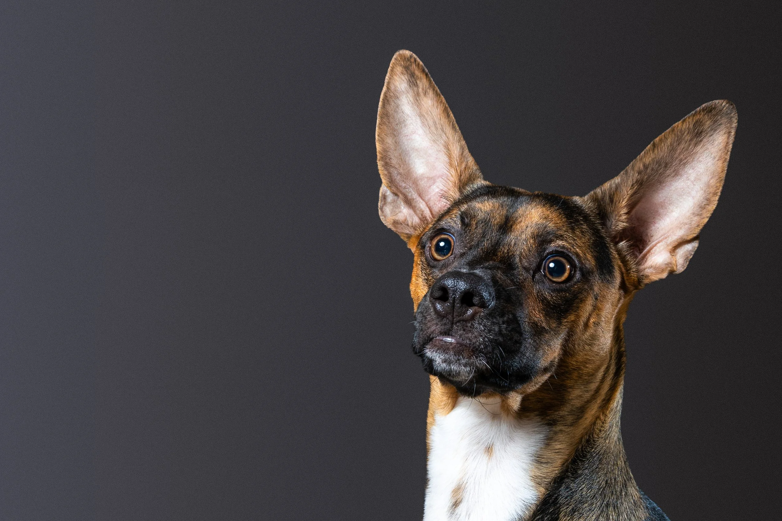 Studio-style dog portrait photography in New Jersey with grey backdrop.