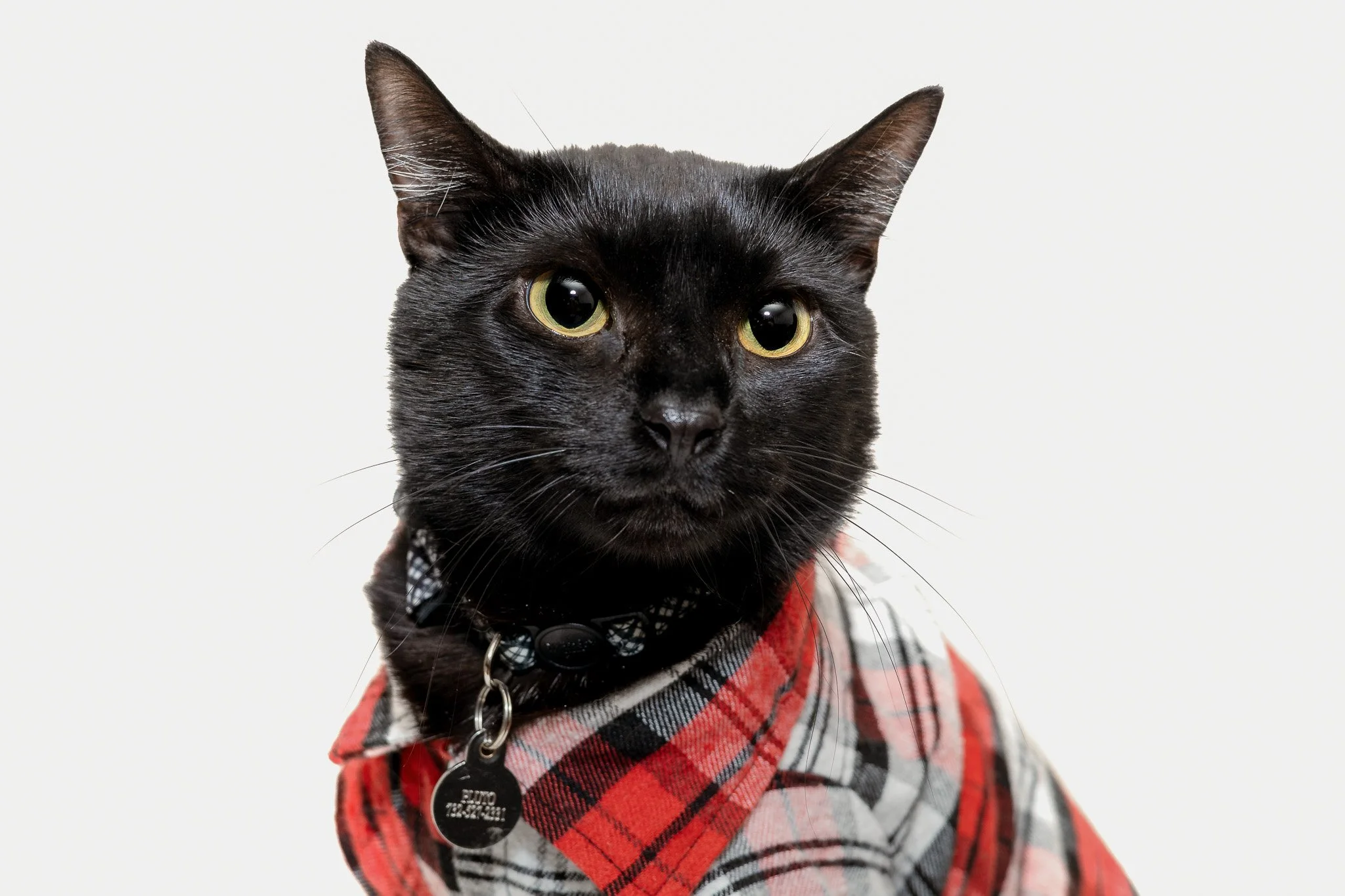 Black cat portrait