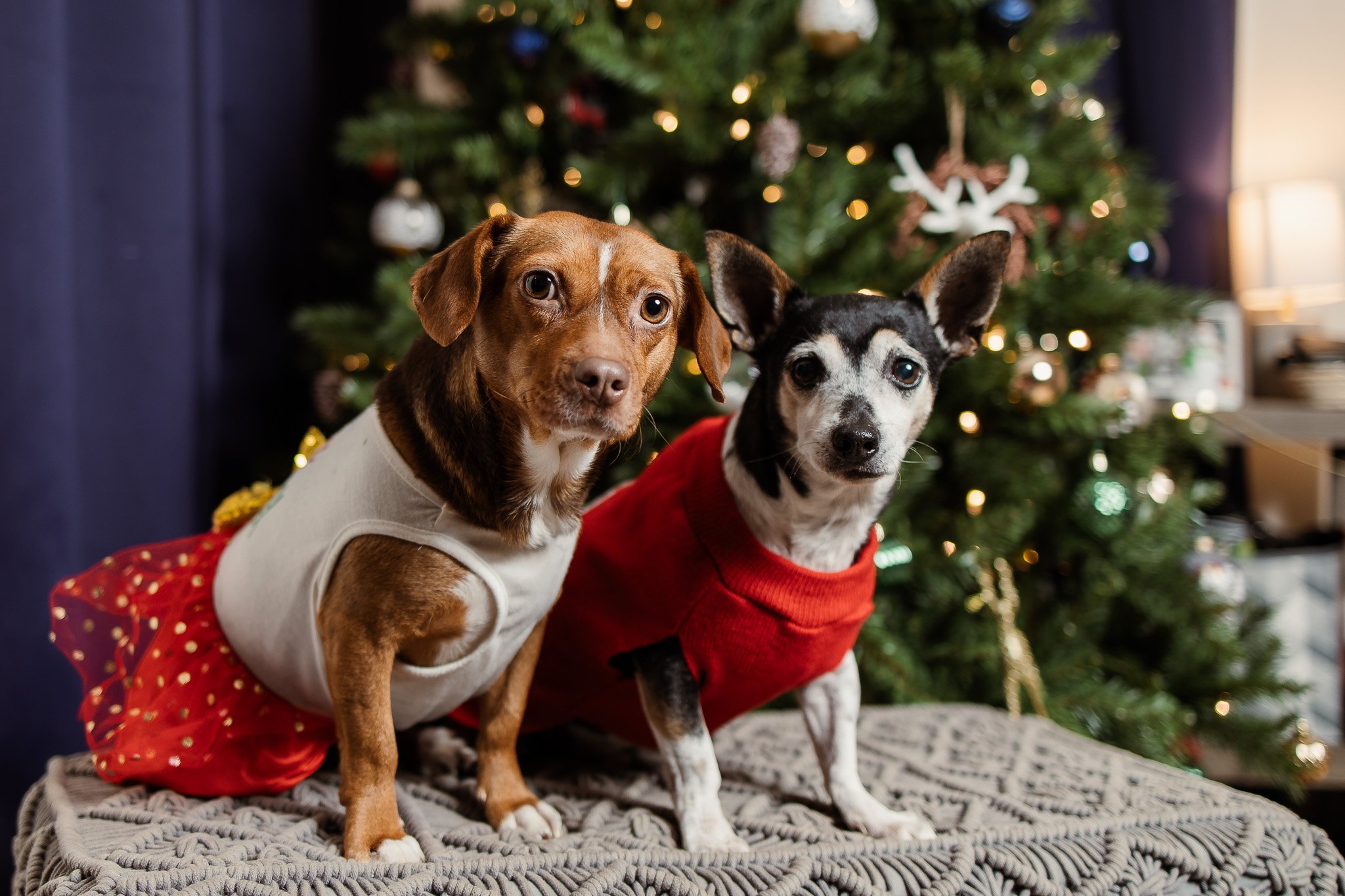 Pinto Bean, Holly Tamale & Taco: A Festive Family Pet Session