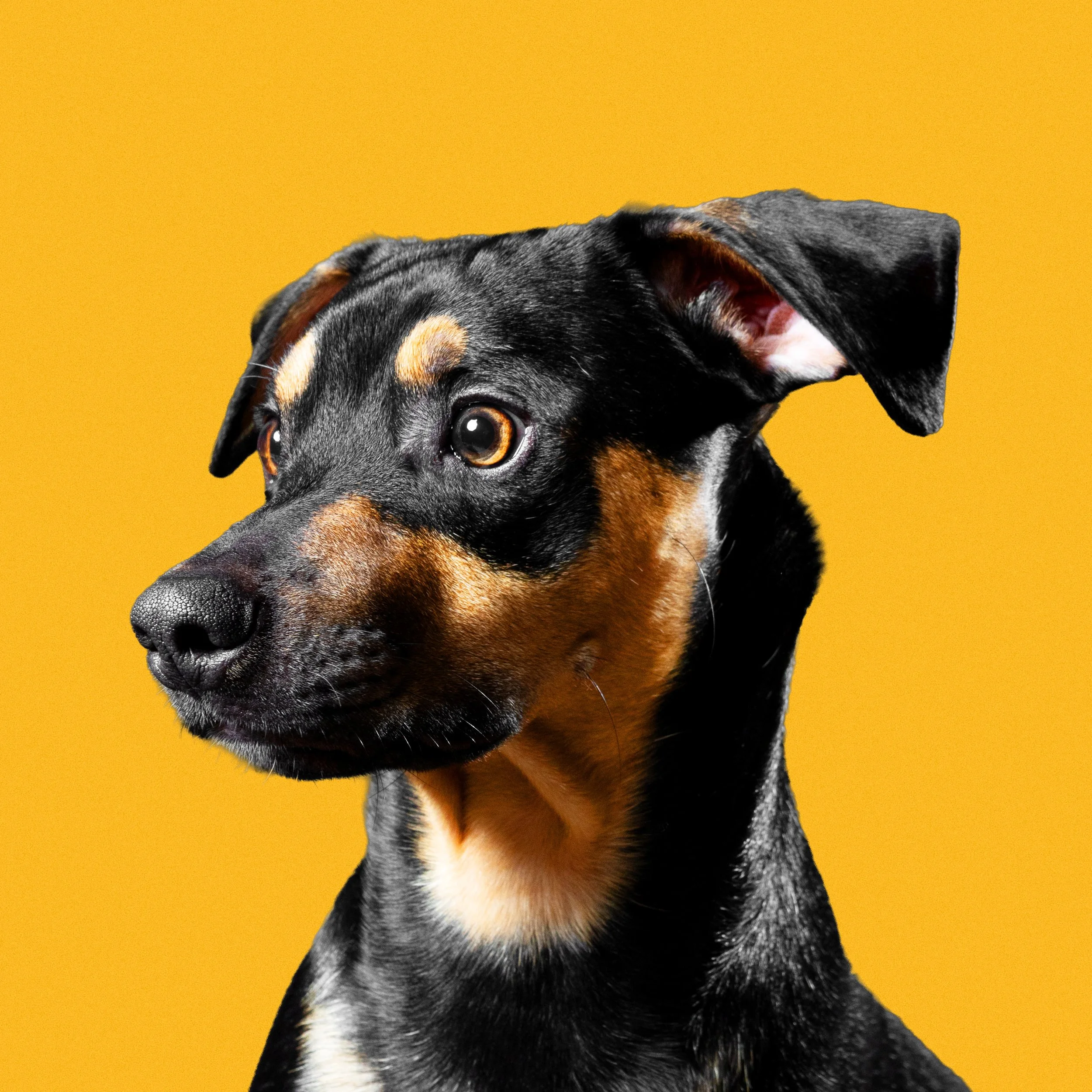 Close-up of a black and tan dog with alert ears and brown eyes against a yellow background.