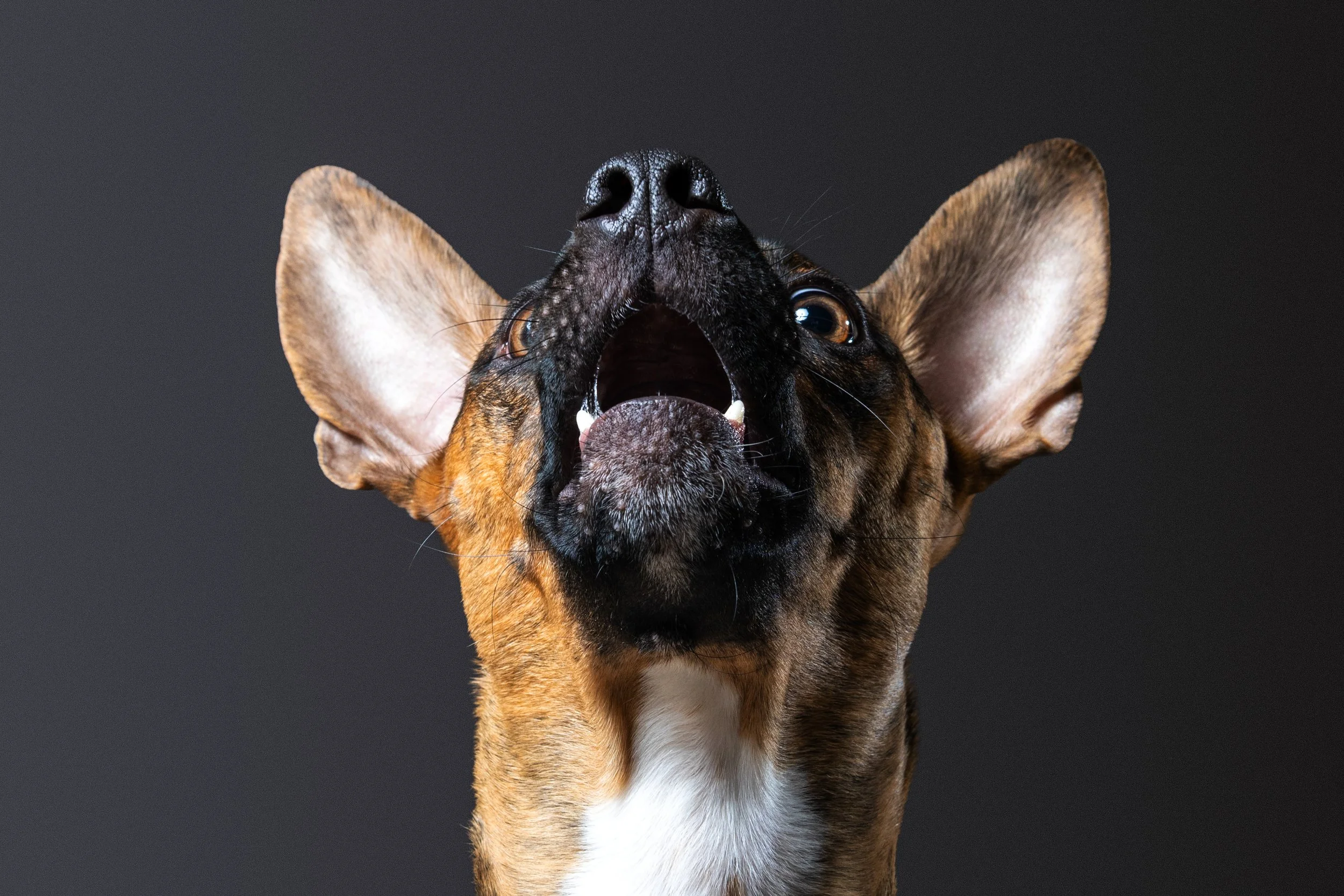 Expressive studio-style dog portrait with dark backdrop photographed by a New Jersey pet photographer.