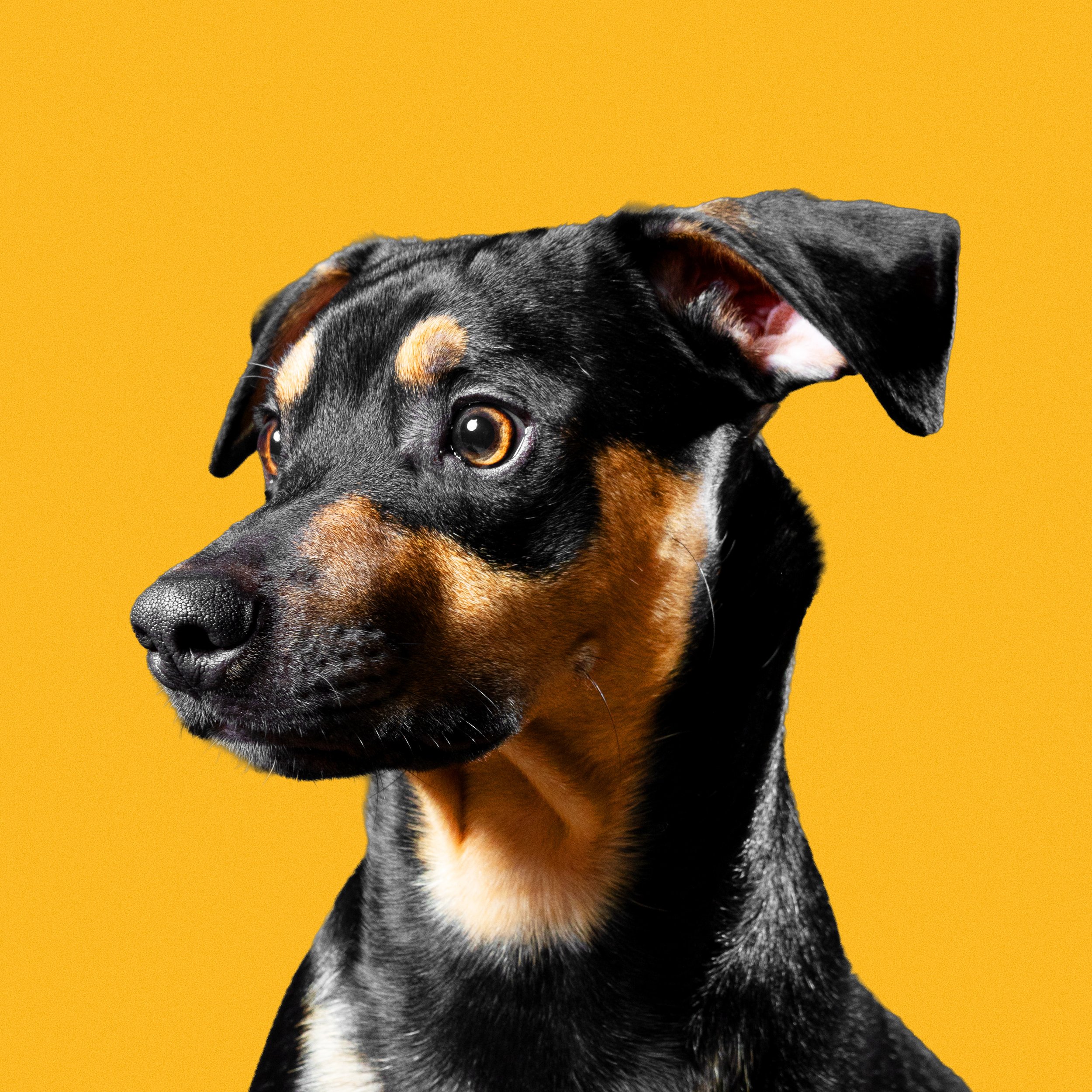 Dog portrait on yellow background