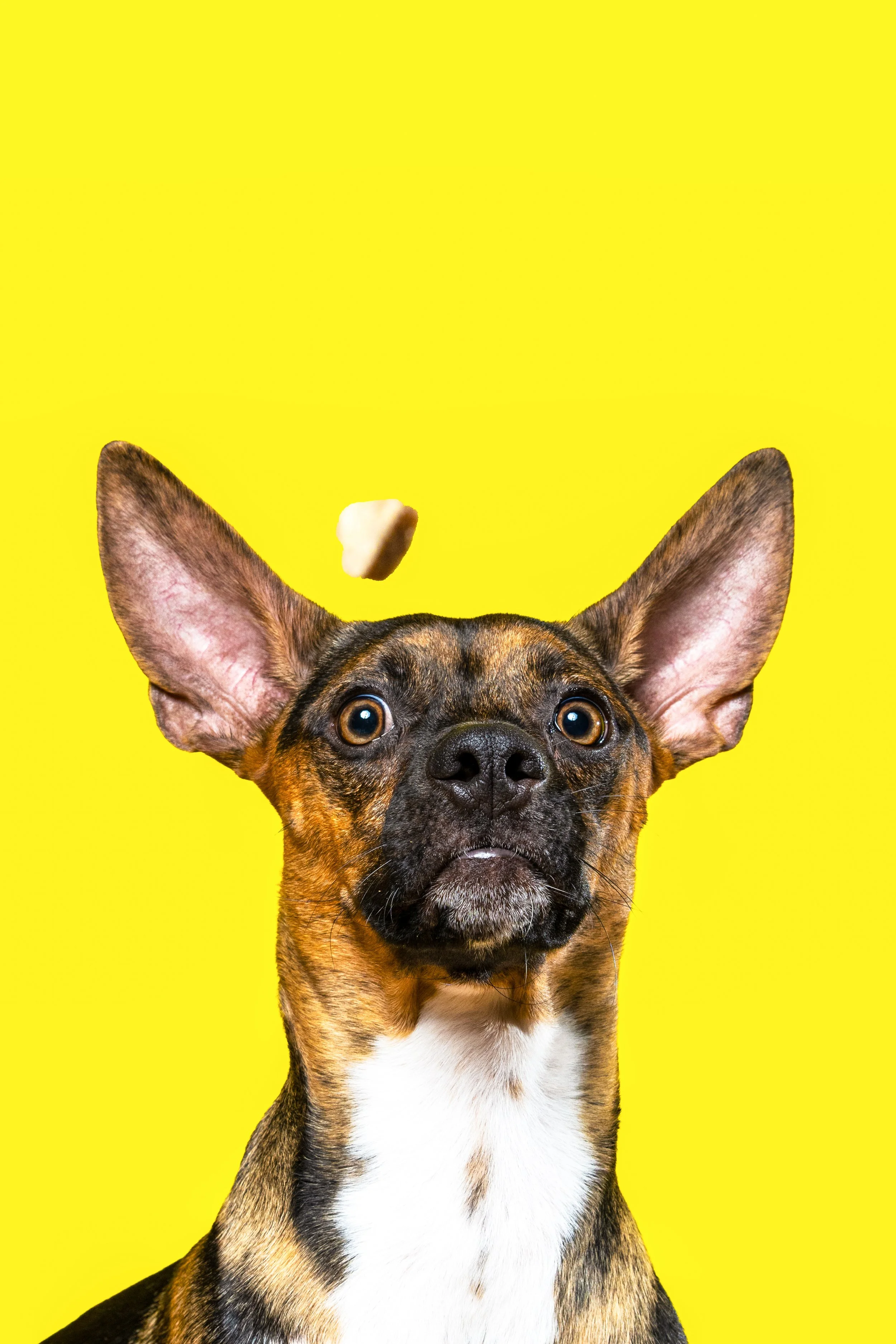 Playful studio-style dog portrait with bright yellow backdrop and treat toss moment.