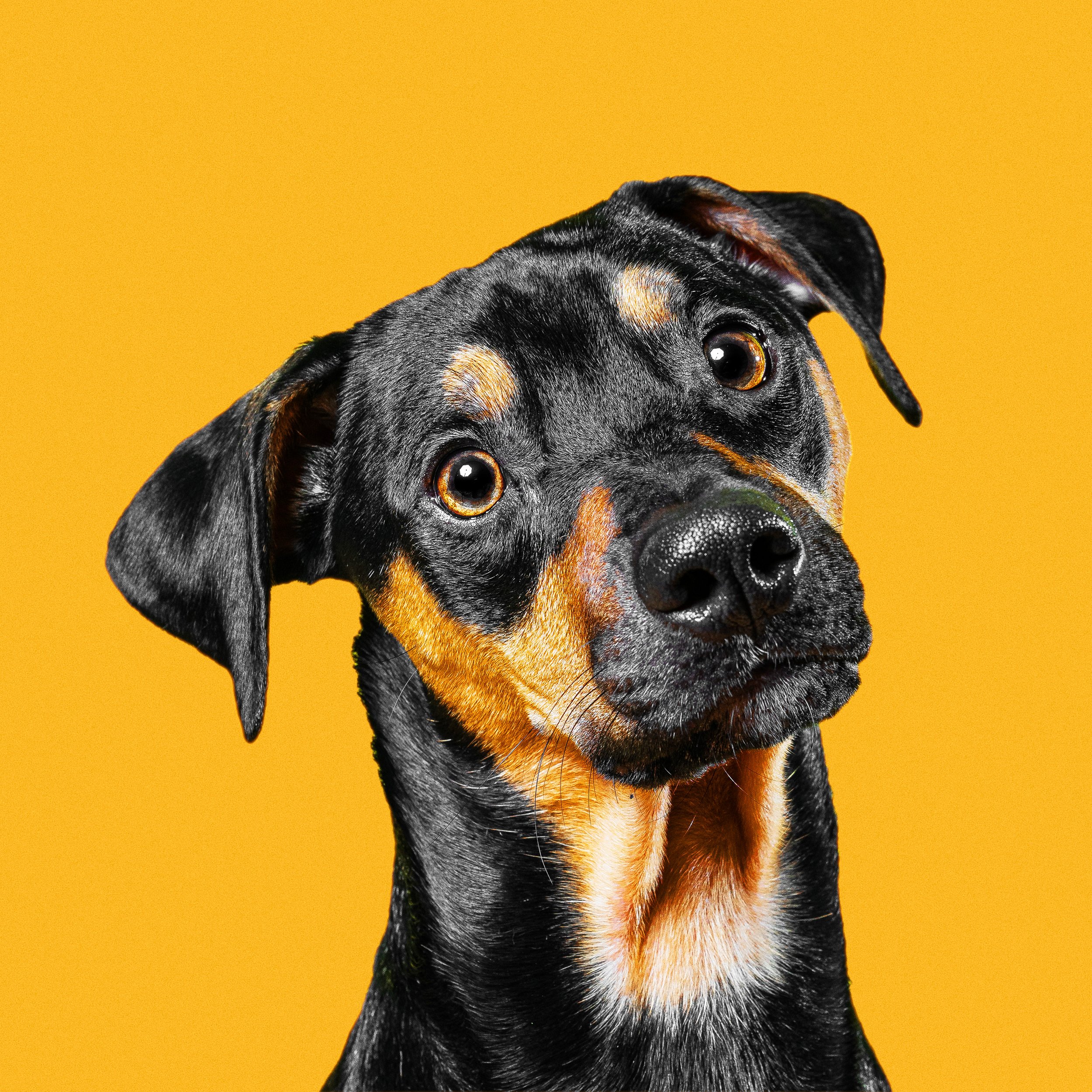 Close-up of a black and tan dog's face with large, shiny eyes against a bright yellow background.