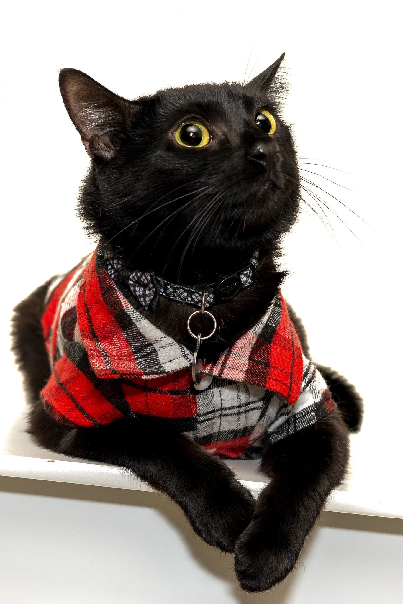 Studio-style black cat portrait with plaid bandana photographed on a clean white background.