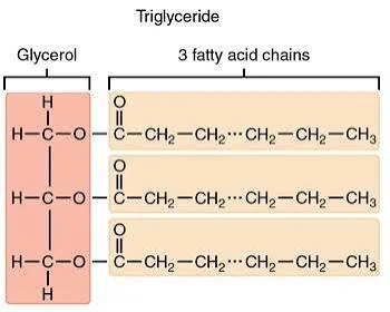 Chemical Reactions of Vegetable Oils (Triglycerides)