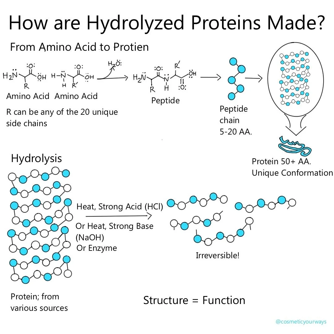 Hydrolysis of proteins makes them more water-soluble. Different proteins have different combinations of amino acids, giving them distinct properties. How proteins are folded provides insight into how they function. There is no way to know what you ar