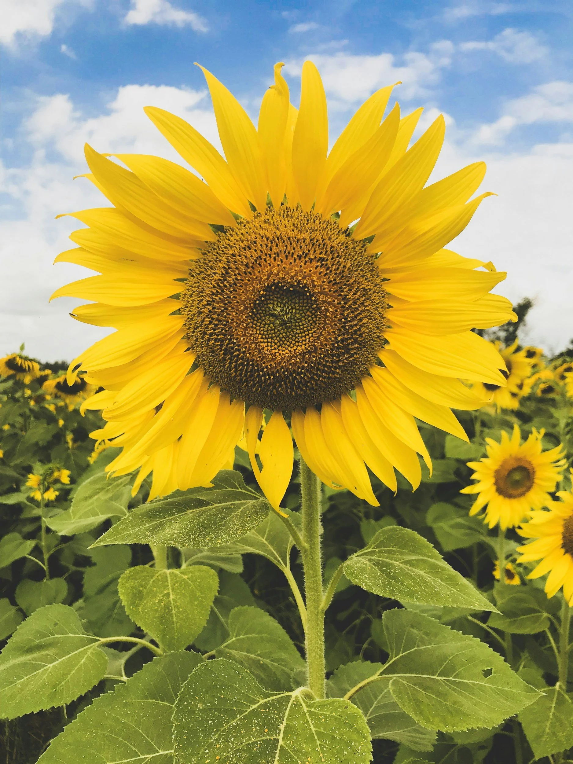 Sunflower Oil Vs. Safflower Oil