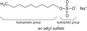 Alkyl Sulfates &amp; Alkyl Ether Sulfates