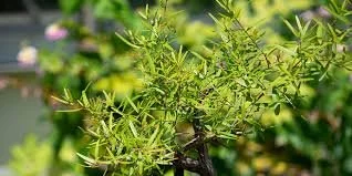 Lemon &amp; Tea Tree Facial Toner