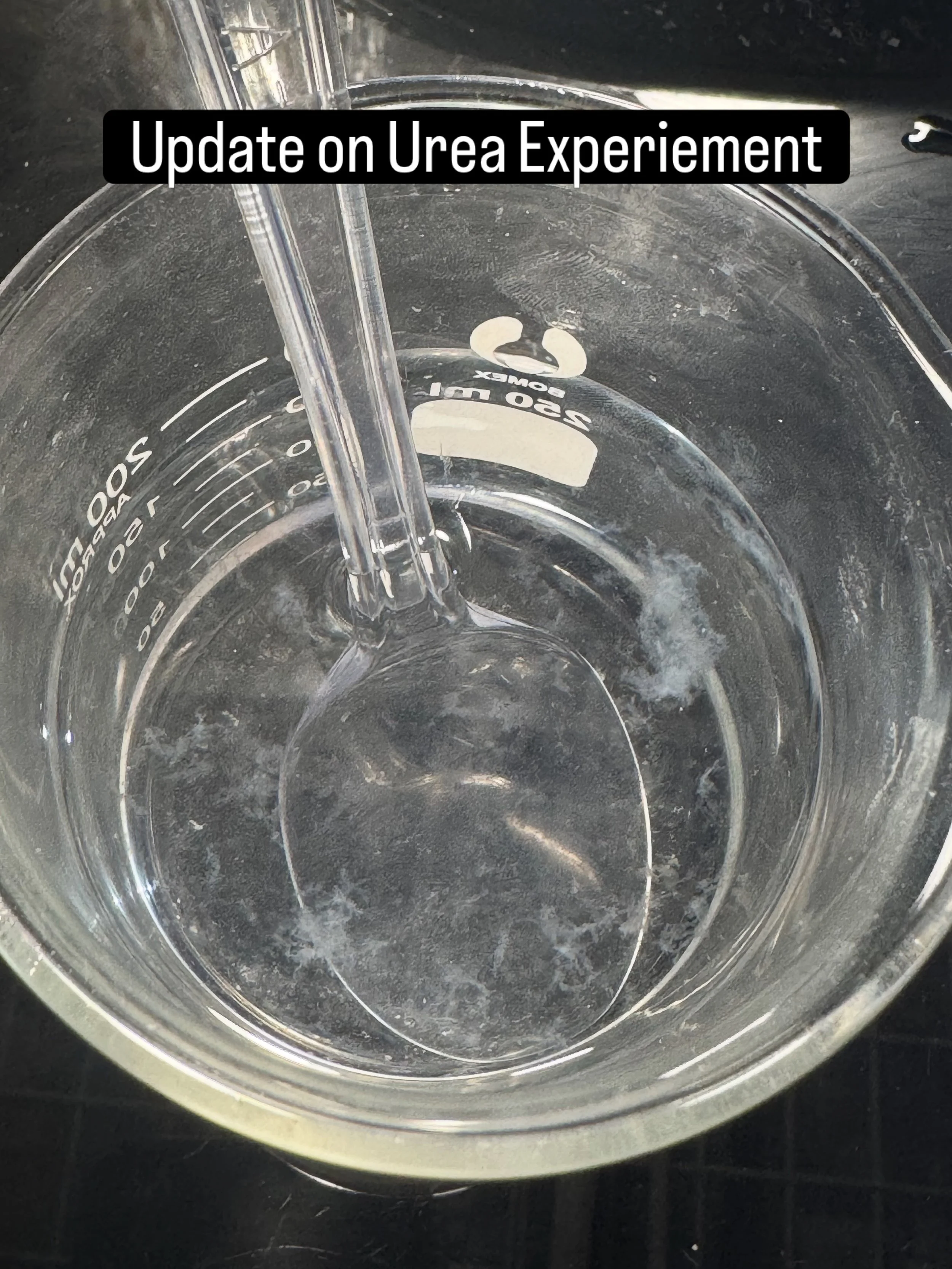 🦠🧫🦠🧫🦠🧫🦠
I started noticing a decrease in pH, and a week later, this is what I saw. The pH adjustment took a long time, so I may have forgotten to add a preservative. And the is being honest. More testing will be done in the summer. How do we f