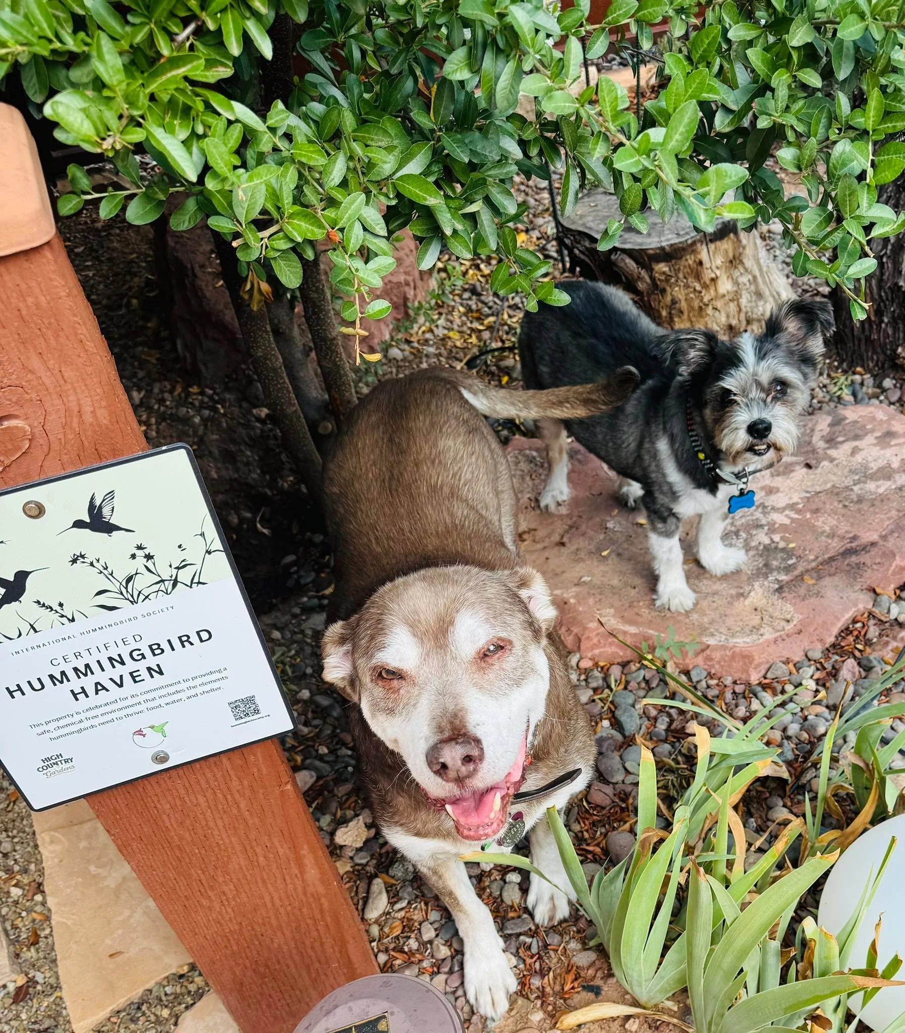 We&rsquo;ve been hanging out with hummingbirds, and dragon flies, all day!